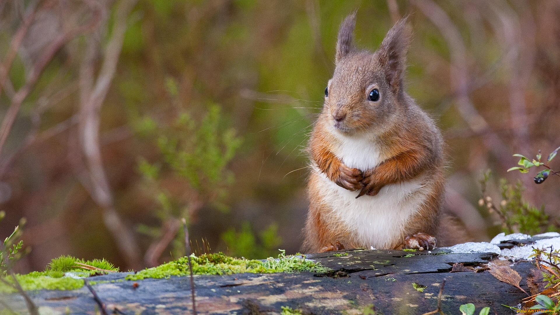 животные, белки, бревно