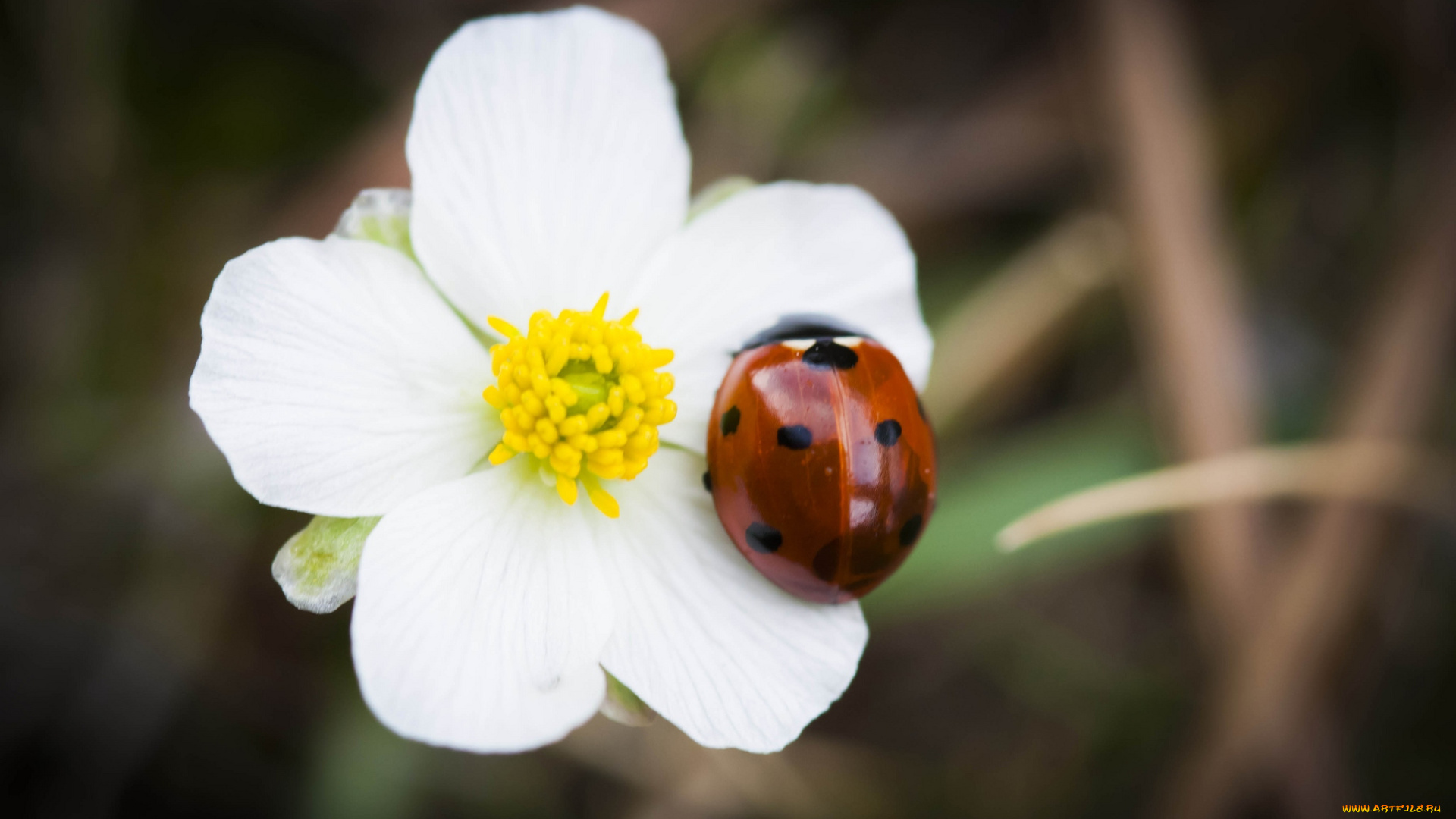животные, божьи, коровки, цветок, жук, макро