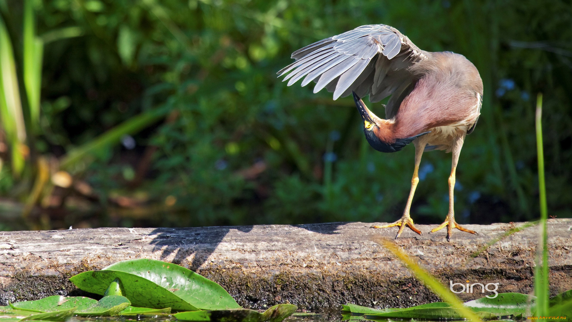животные, цапли, крило, птица