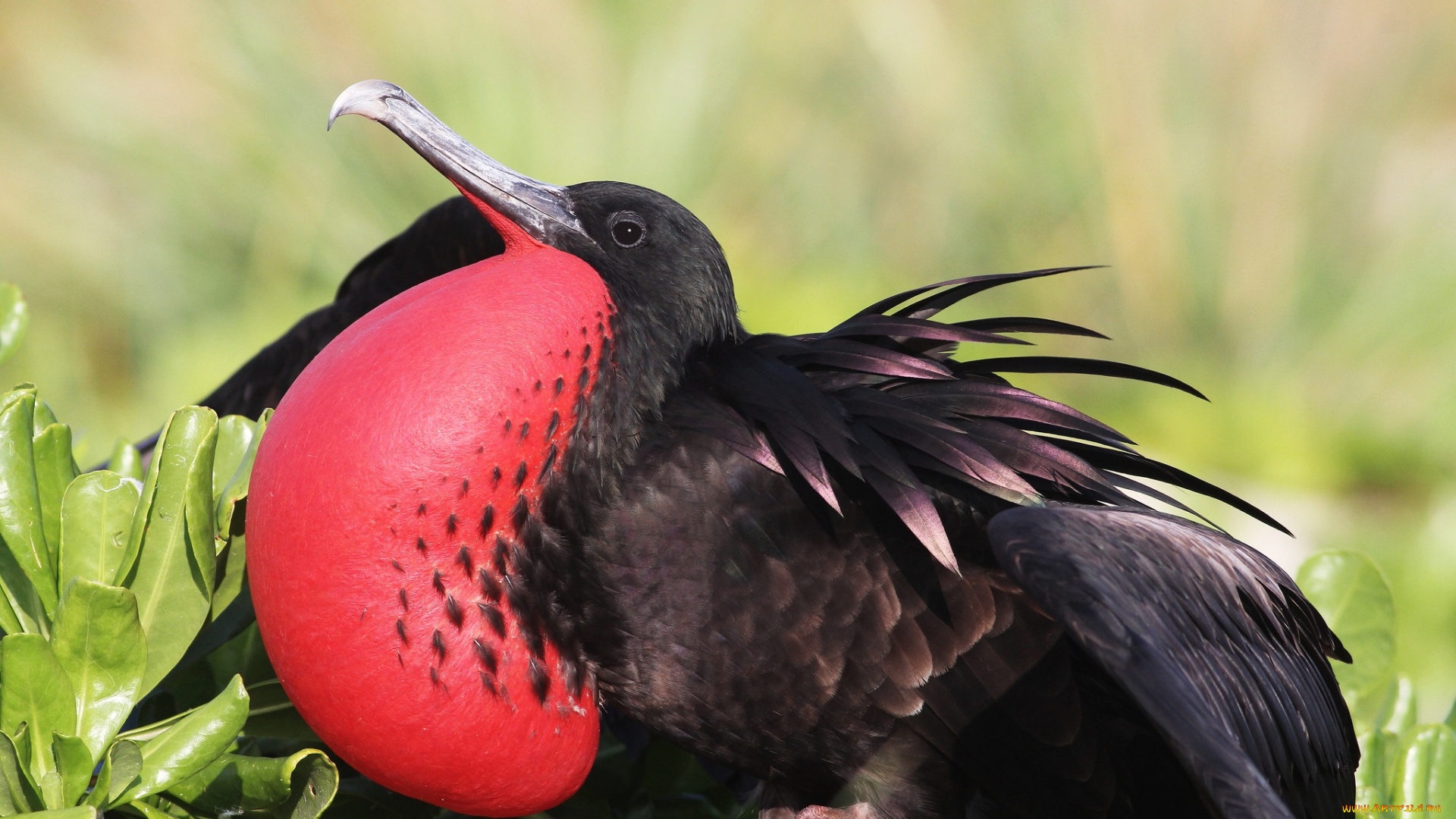 животные, фрегаты, пузырь