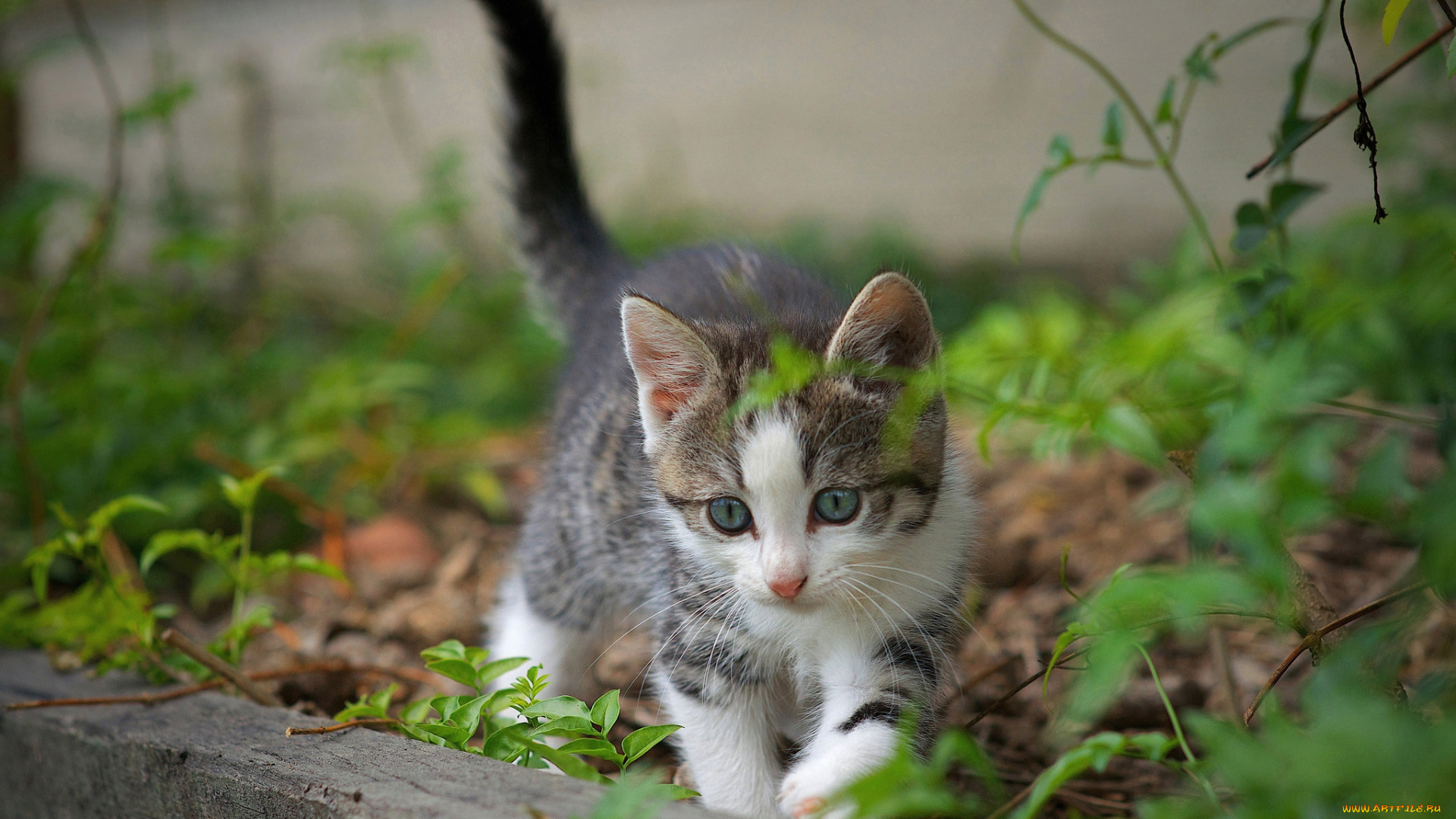 животные, коты, котейка