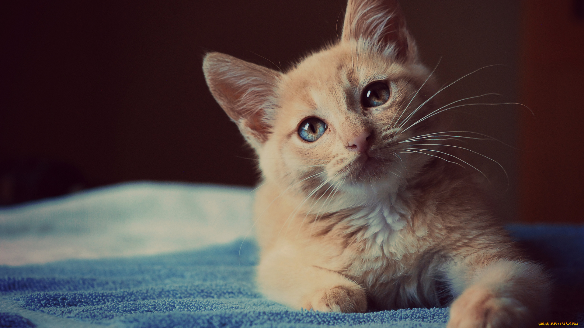 животные, коты, рыжик, взгляд