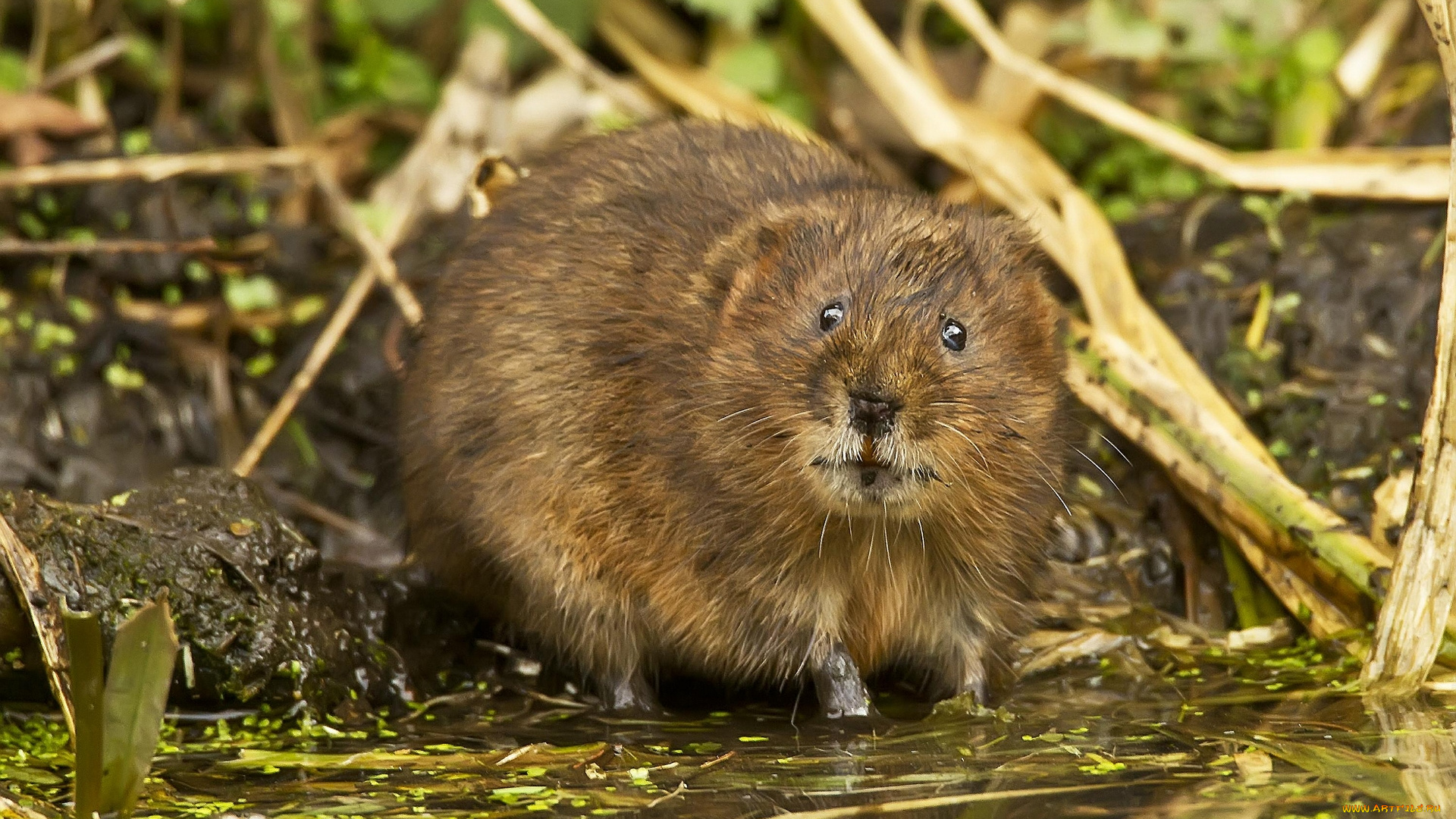 животные, крысы, мыши, водяная, крыса, полёвка