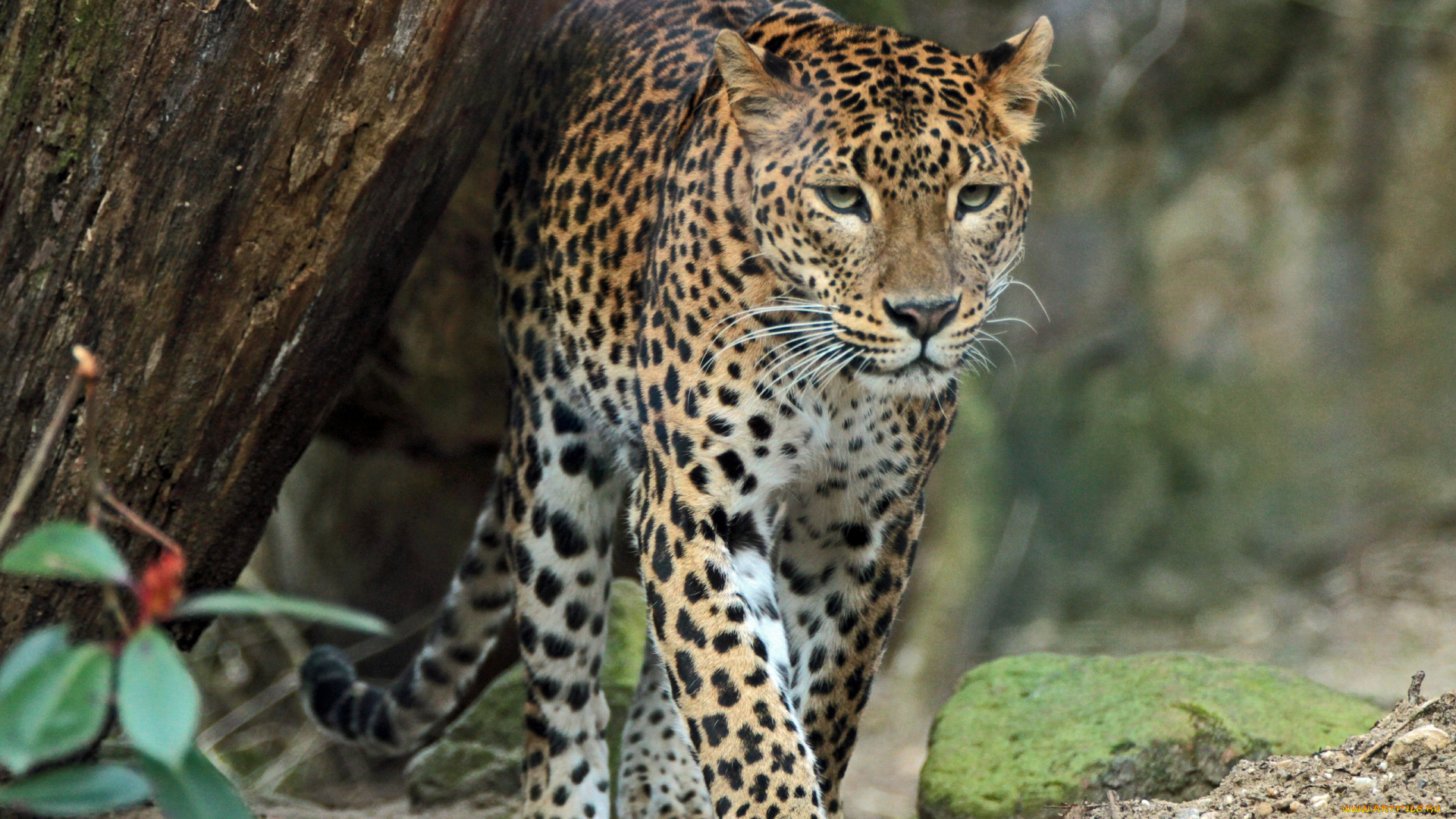 животные, леопарды, хищник, дикая, кошка