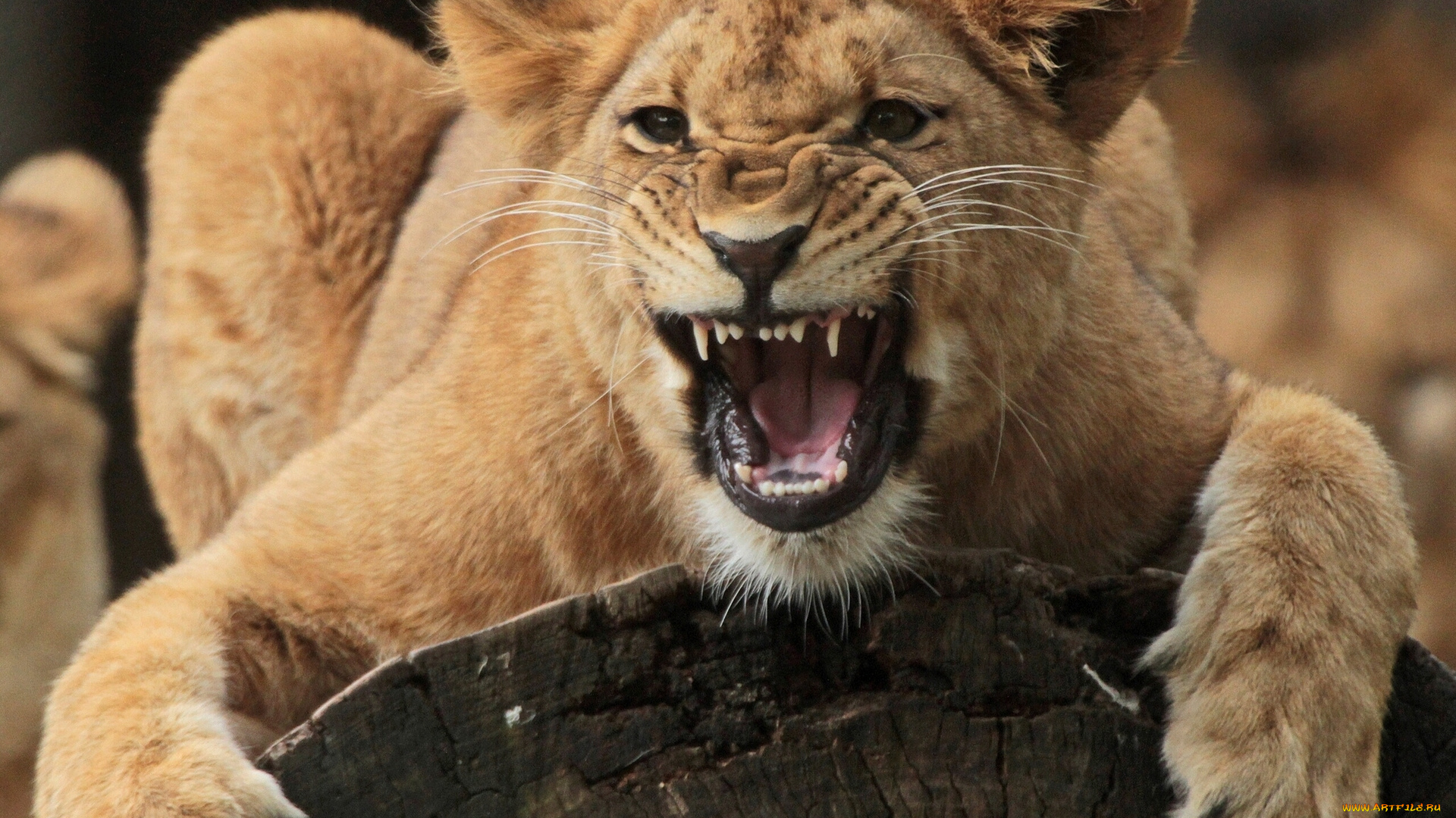 животные, львы, ярость, львица