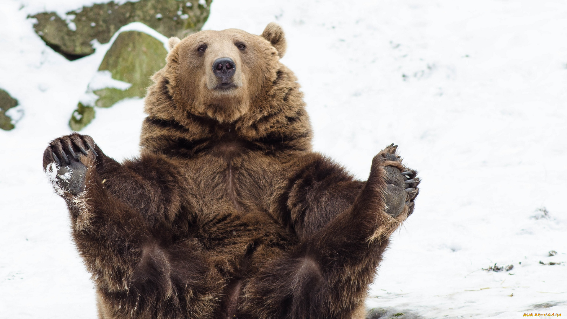 животные, медведи, смешной, бурый