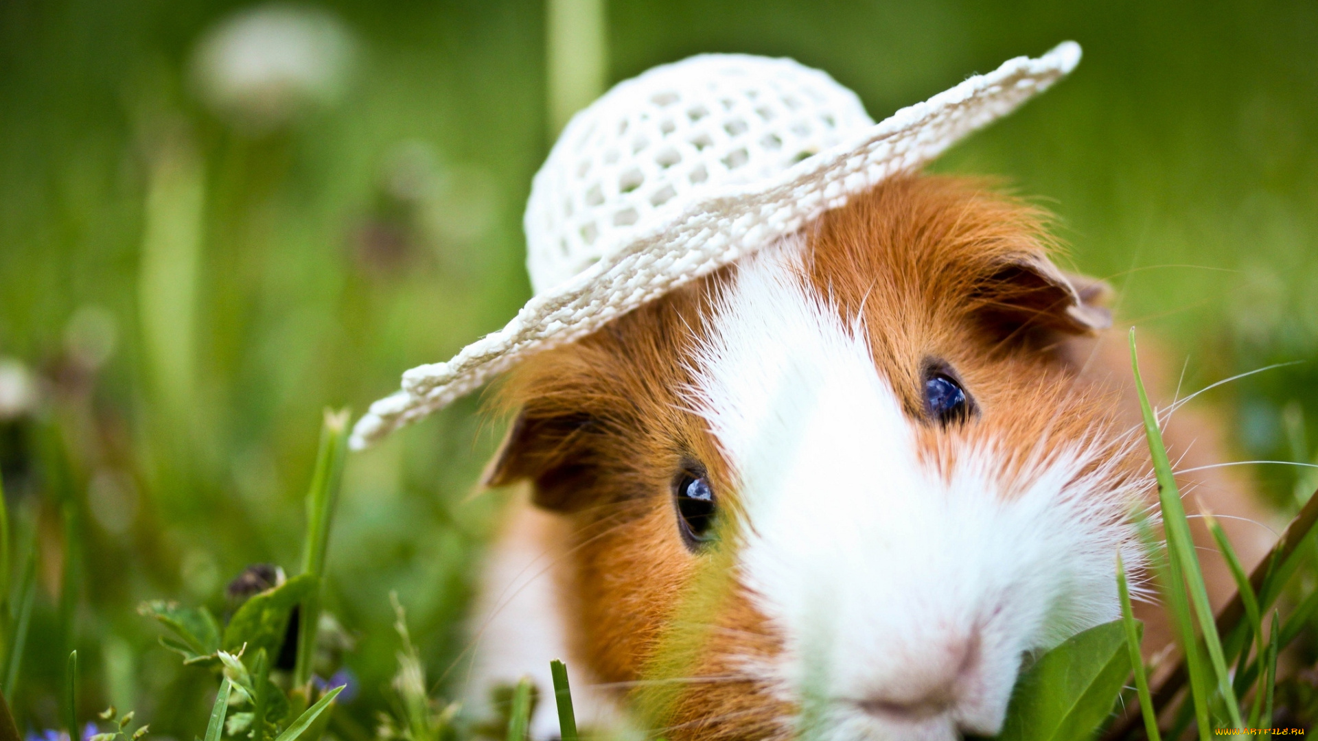 животные, морские, свинки, хомяки, морская, свинка, шляпка