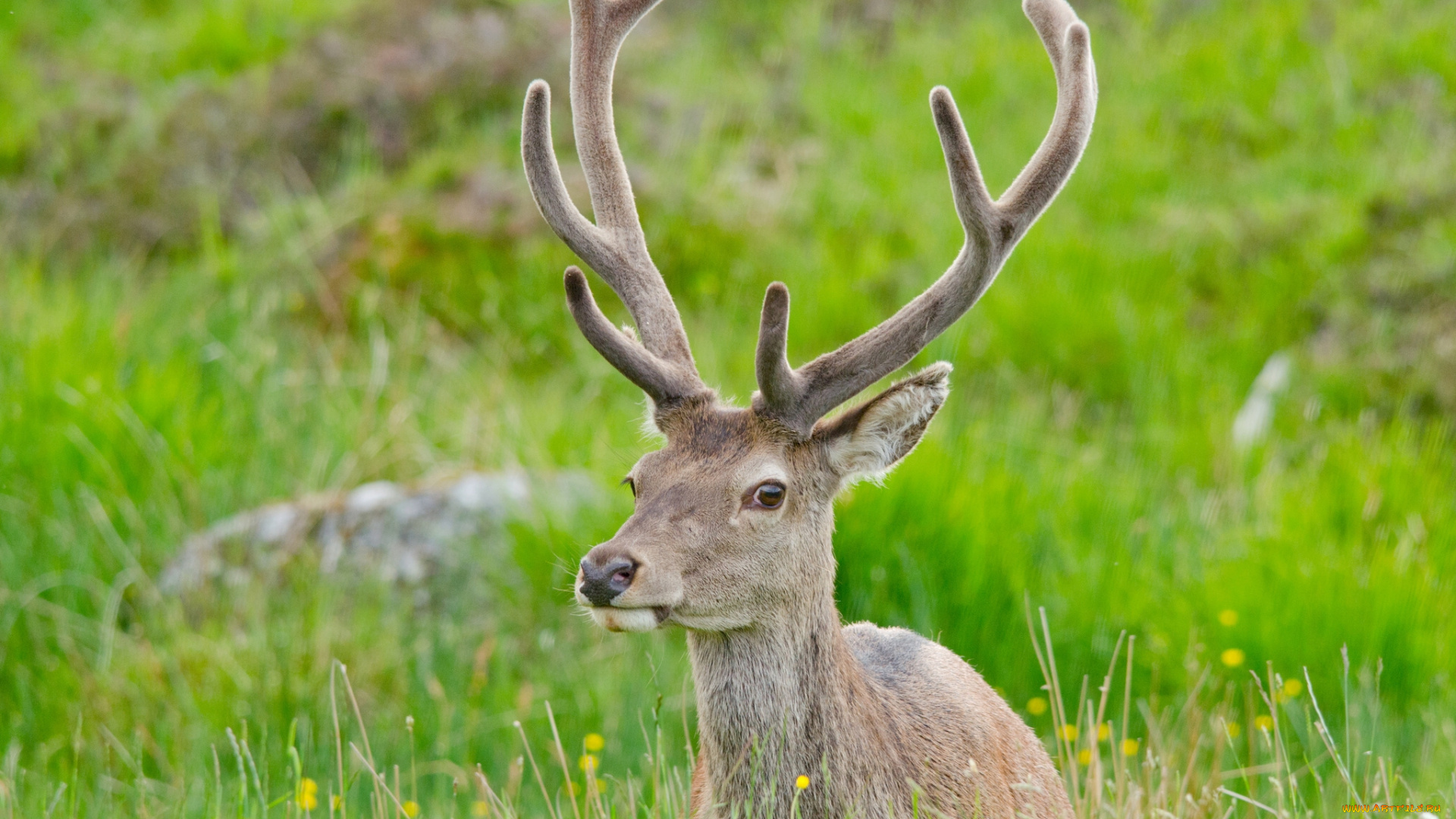 животные, олени, рога