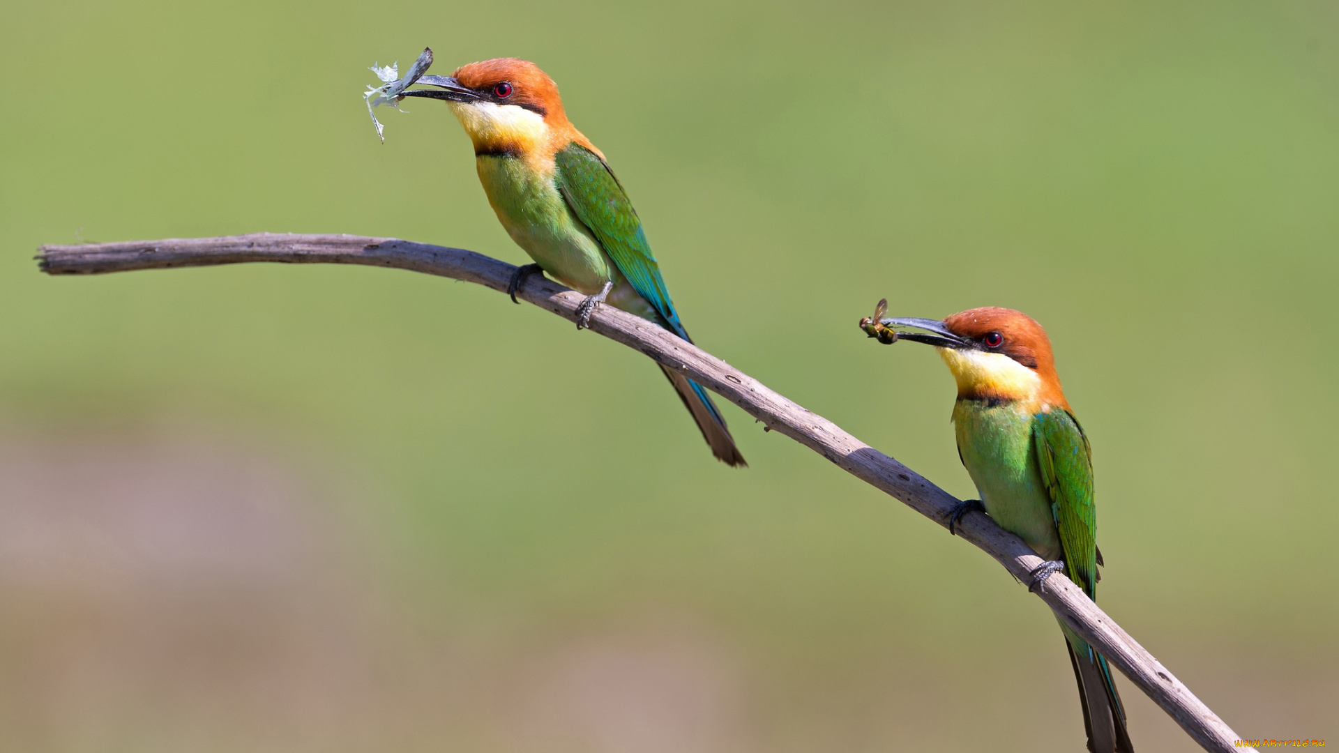 животные, щурки, пчелоеды