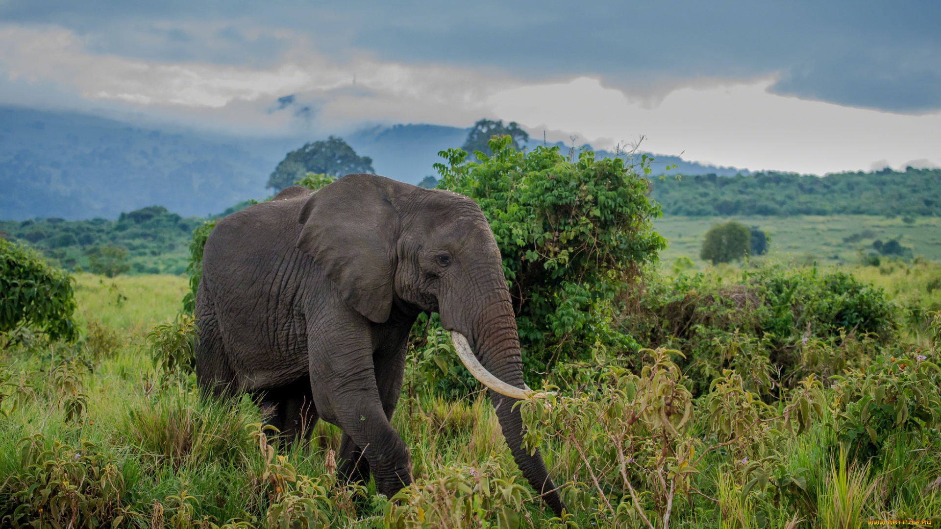 животные, слоны, большой, хобот, бивни