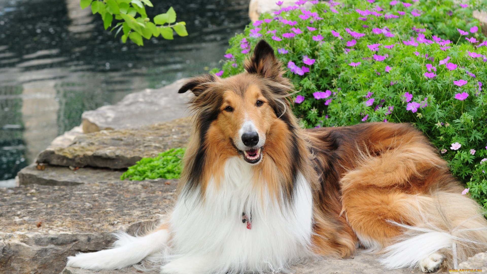 животные, собаки, колли