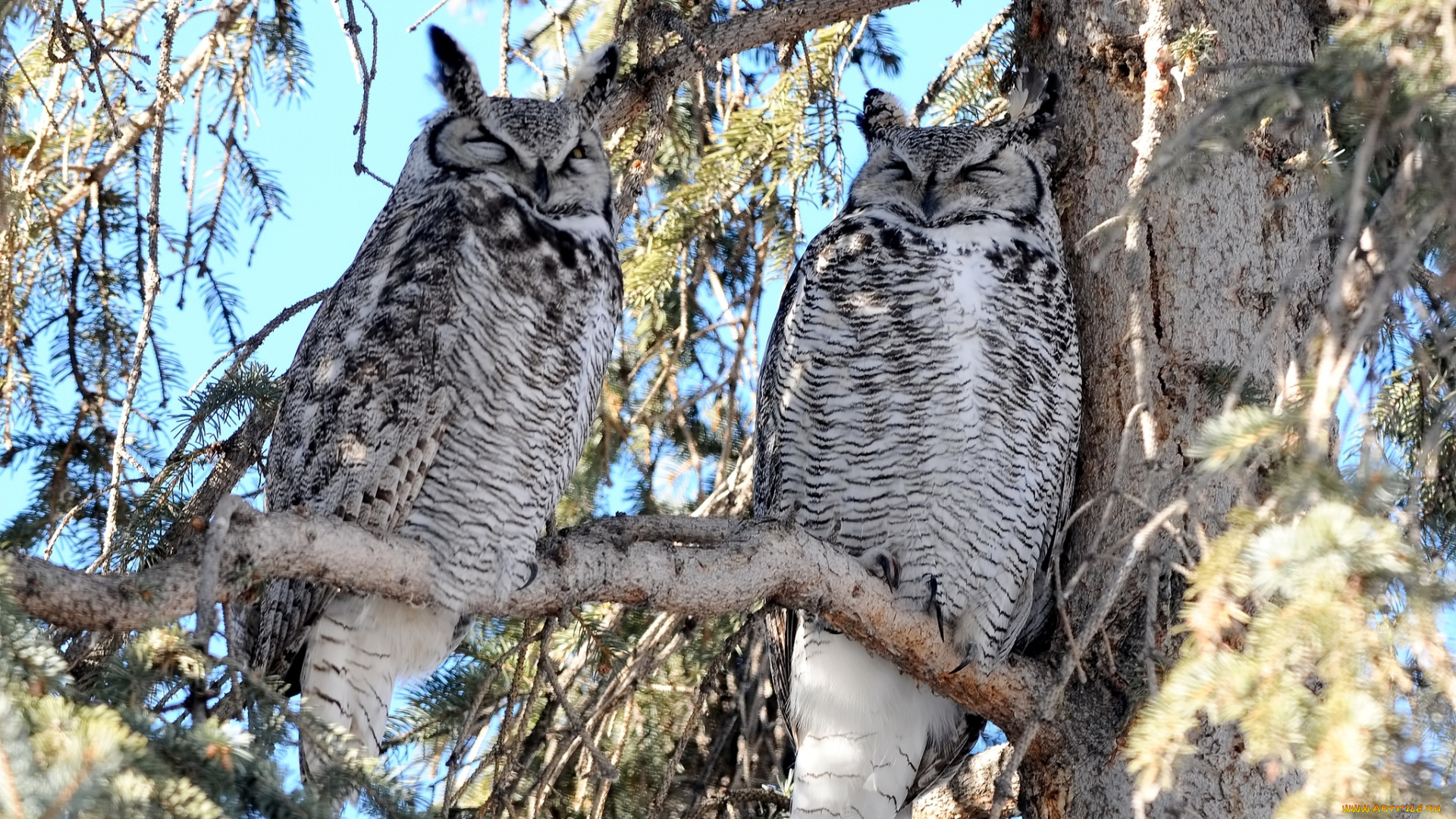 животные, совы, пара