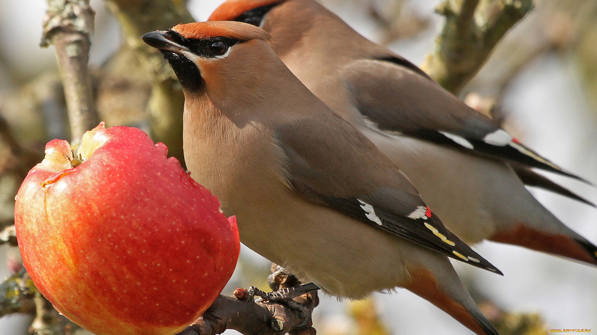 животные, свиристели, птицы, яблоко, ветка, обед