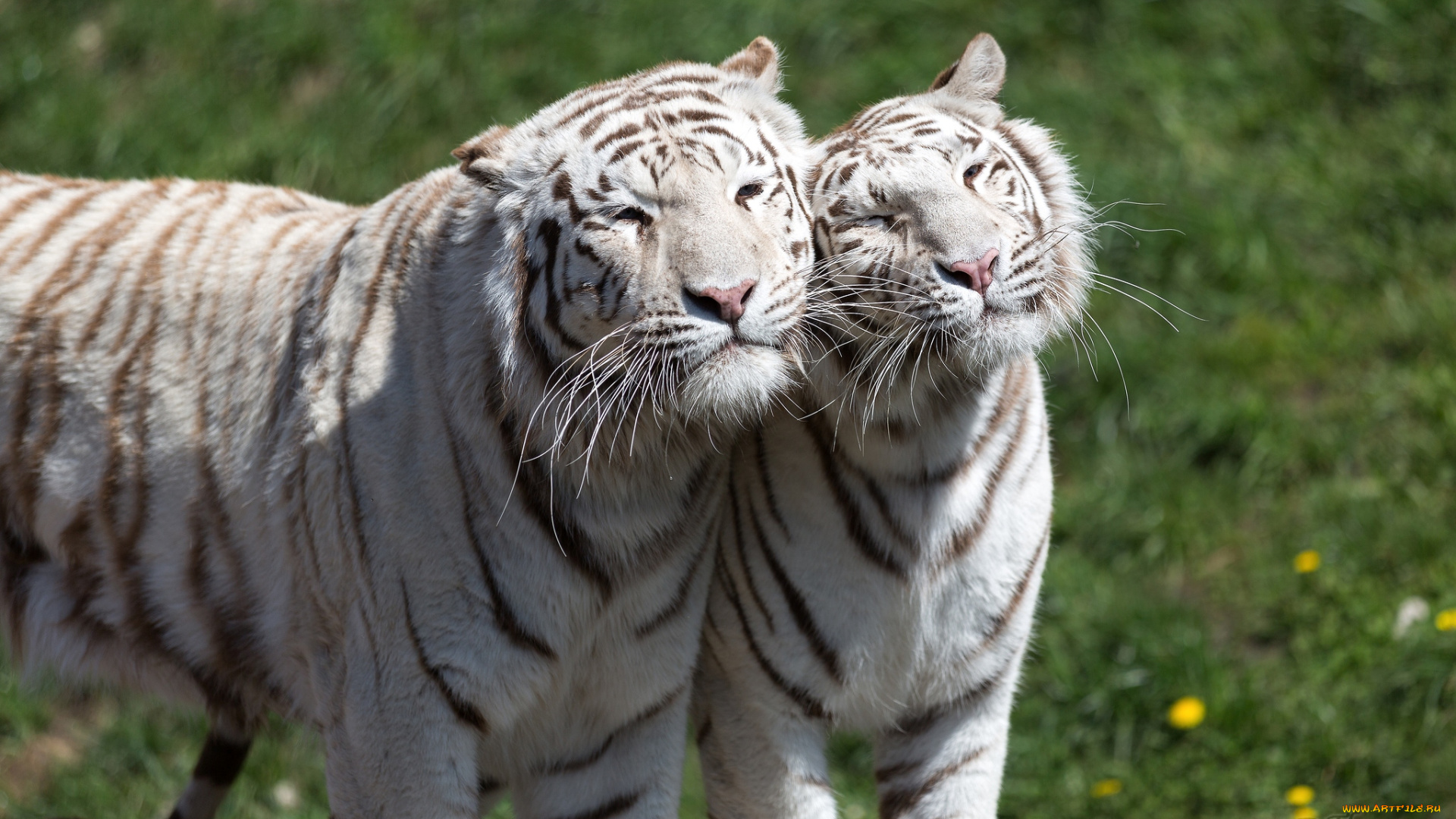 животные, тигры, пара, чувства