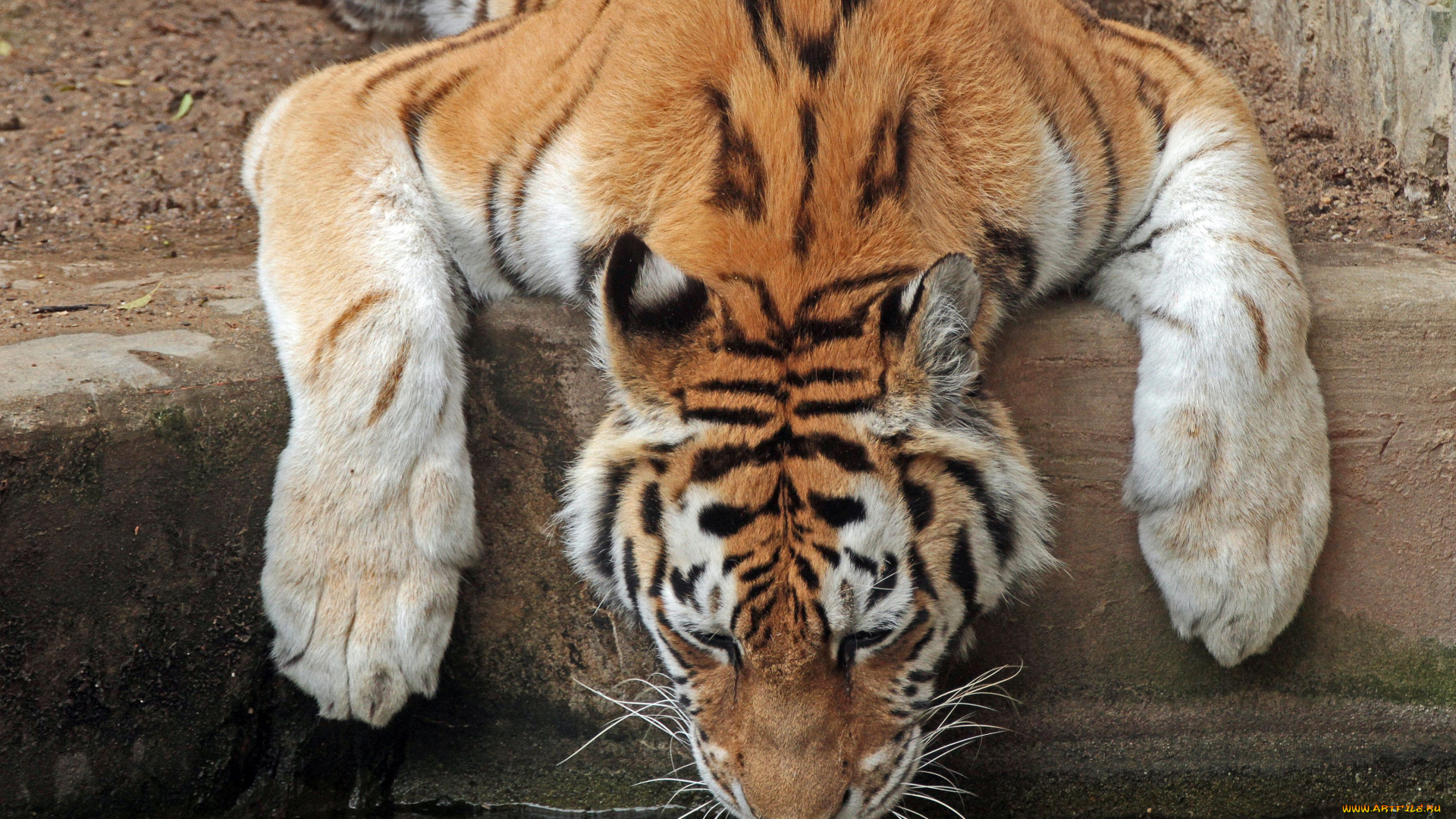 животные, тигры, водопой, жажда