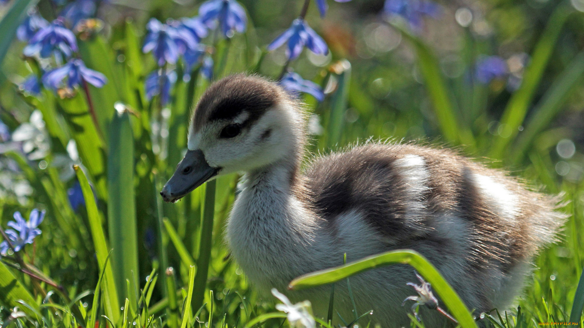 животные, утки, утёнок, птенец, цветы