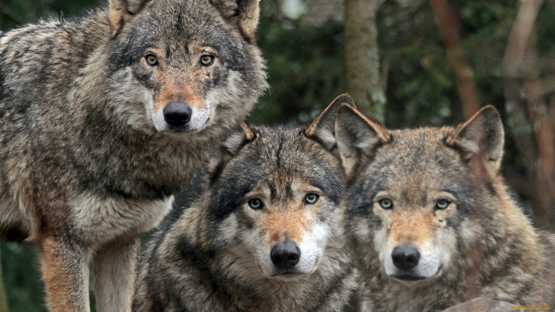 животные, волки, санитары, хищники, трио