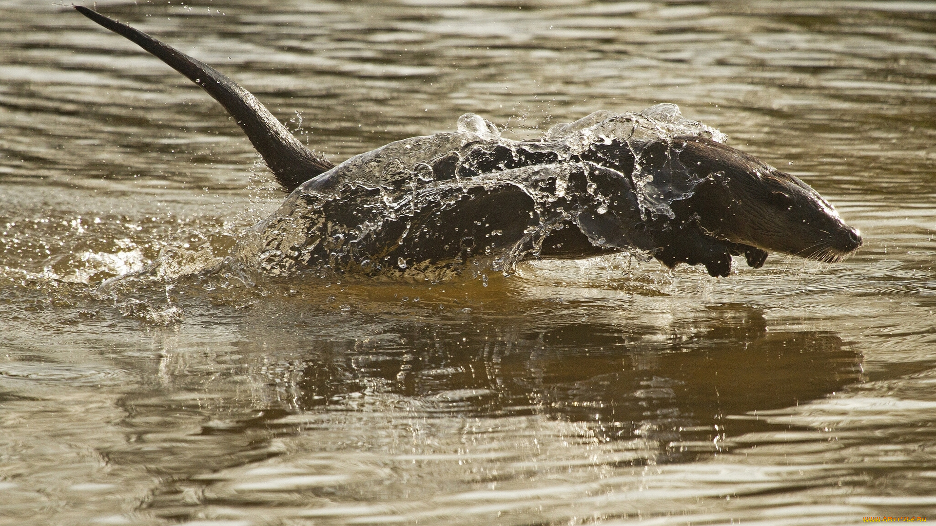 животные, выдры, каланы, ондатры, прыжок, вода