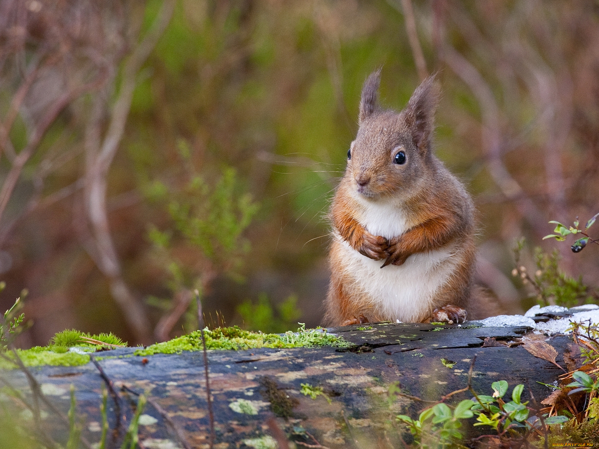 животные, белки, бревно