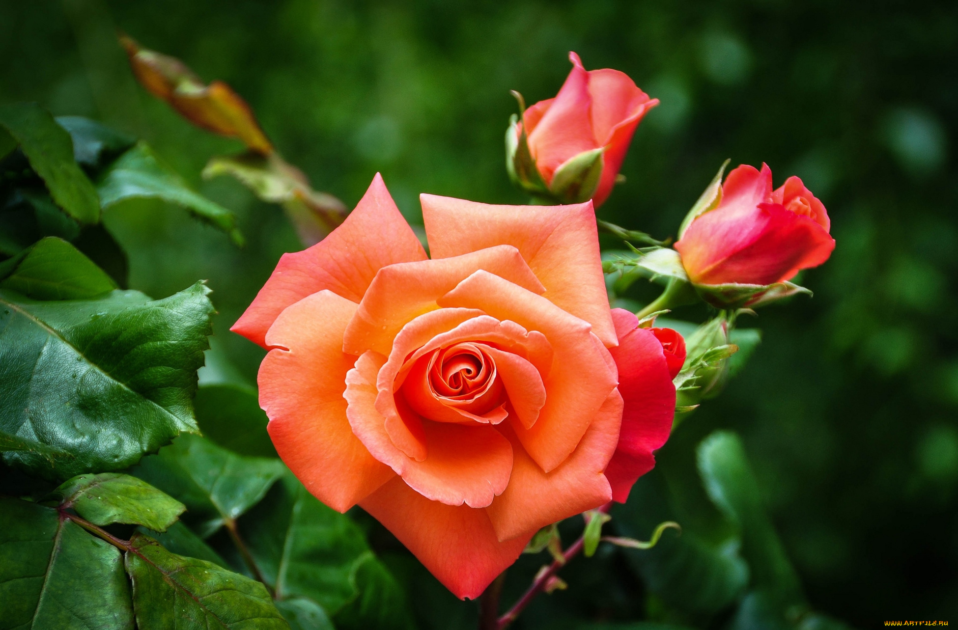 цветы, розы, оранжевый, бутоны