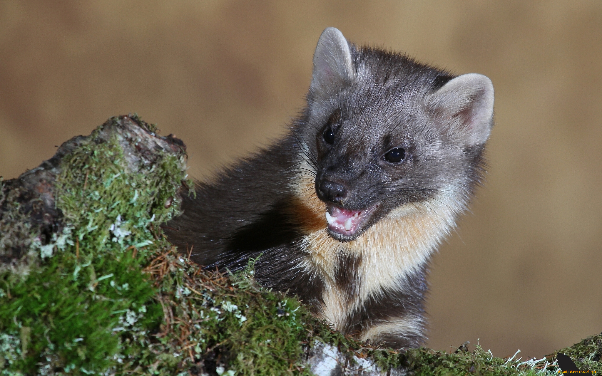 животные, хорьки, ласки, соболи, горностаи, куницы, куница