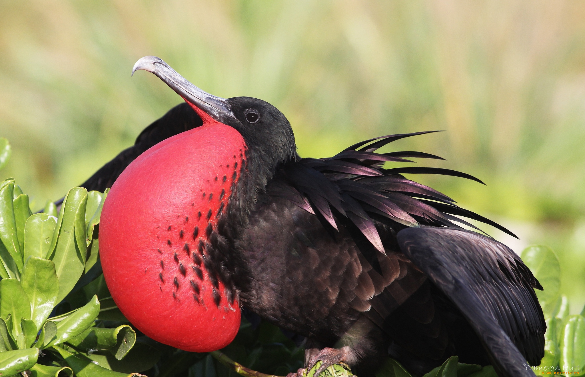 животные, фрегаты, пузырь