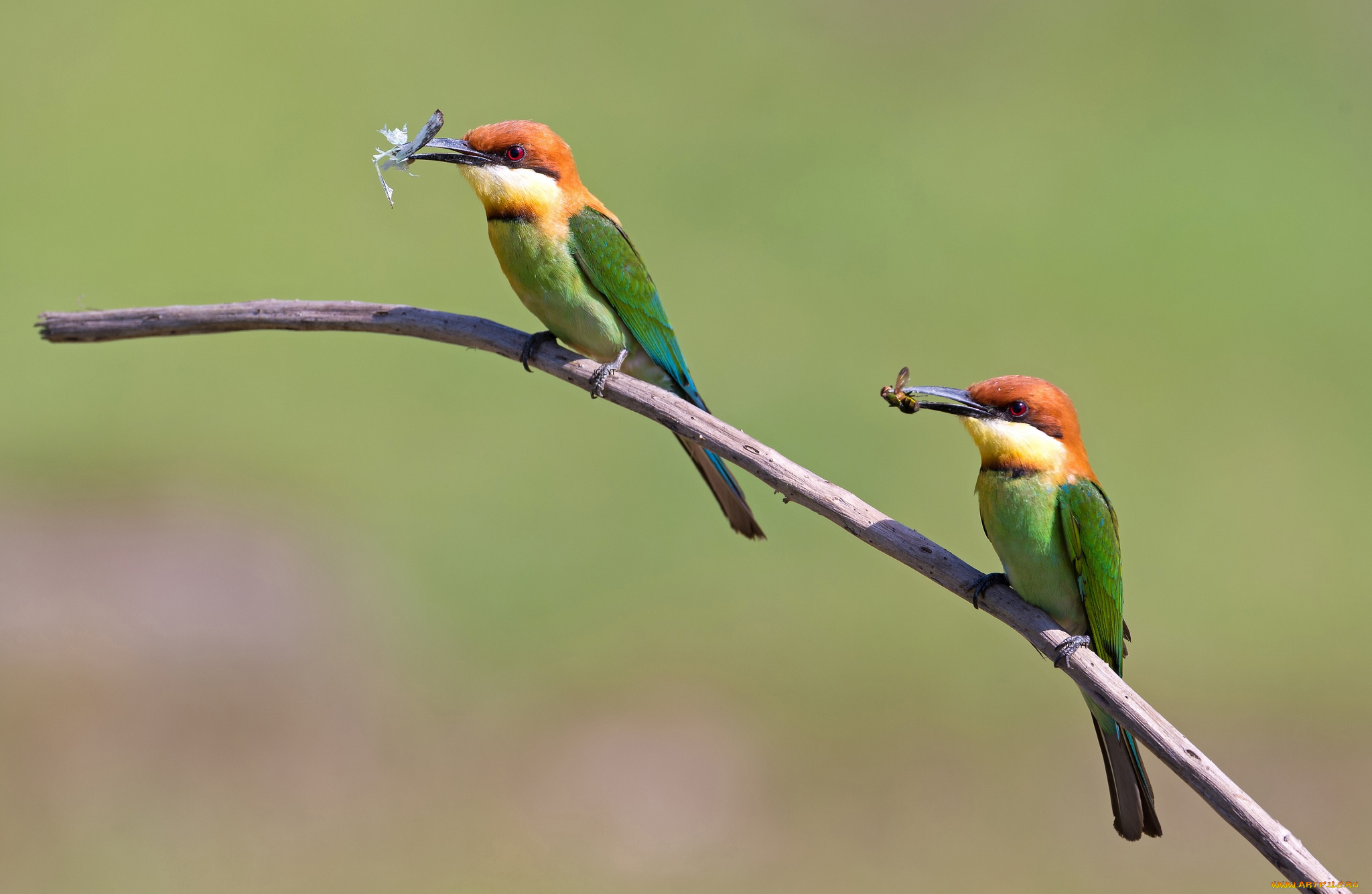животные, щурки, пчелоеды