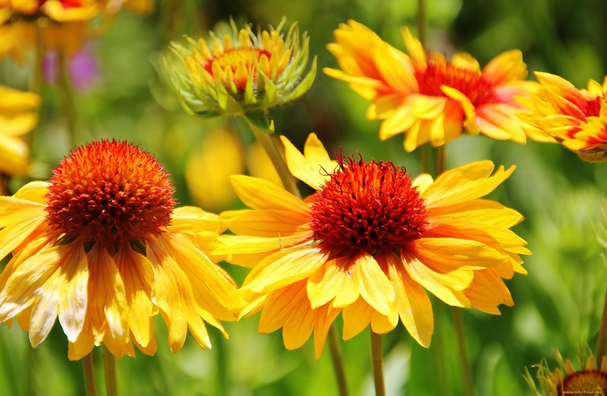 цветы, гайлардии, гелениумы, желтый, сияющий
