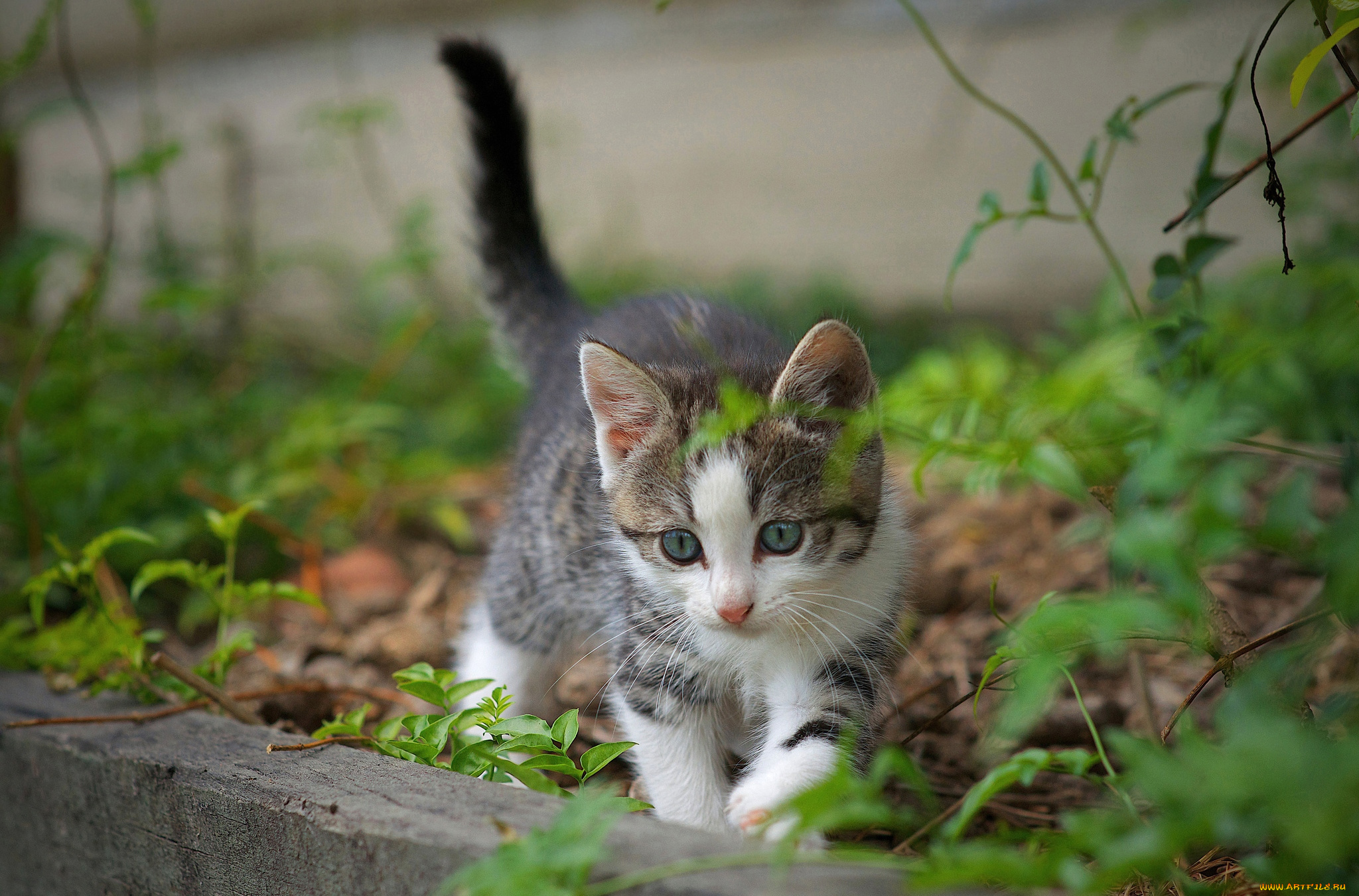 животные, коты, котейка