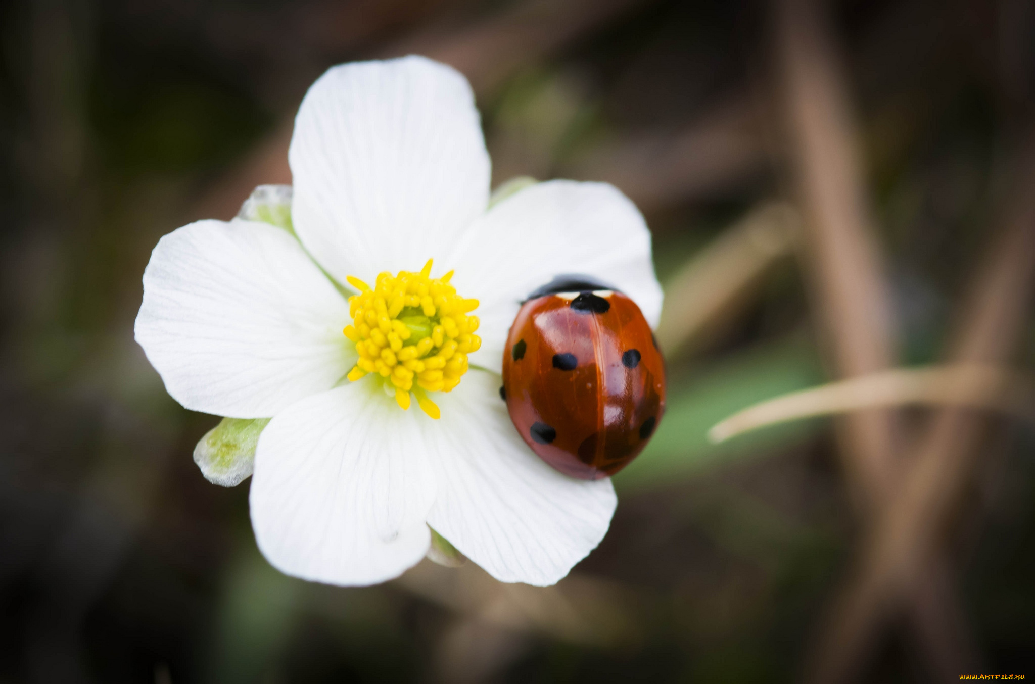 животные, божьи, коровки, цветок, жук, макро