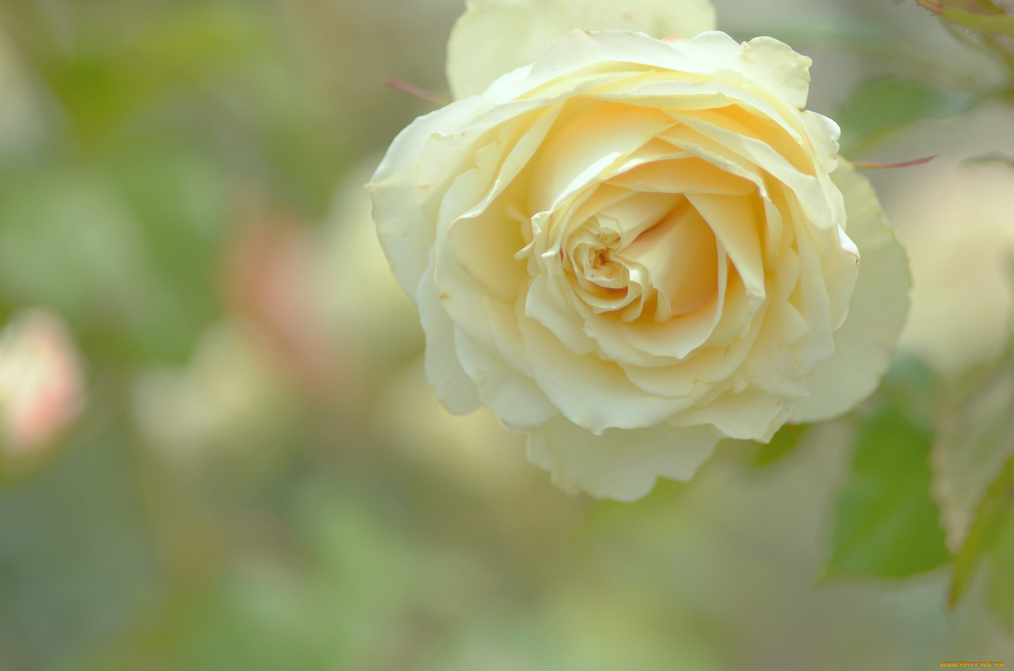 цветы, розы, кремовая