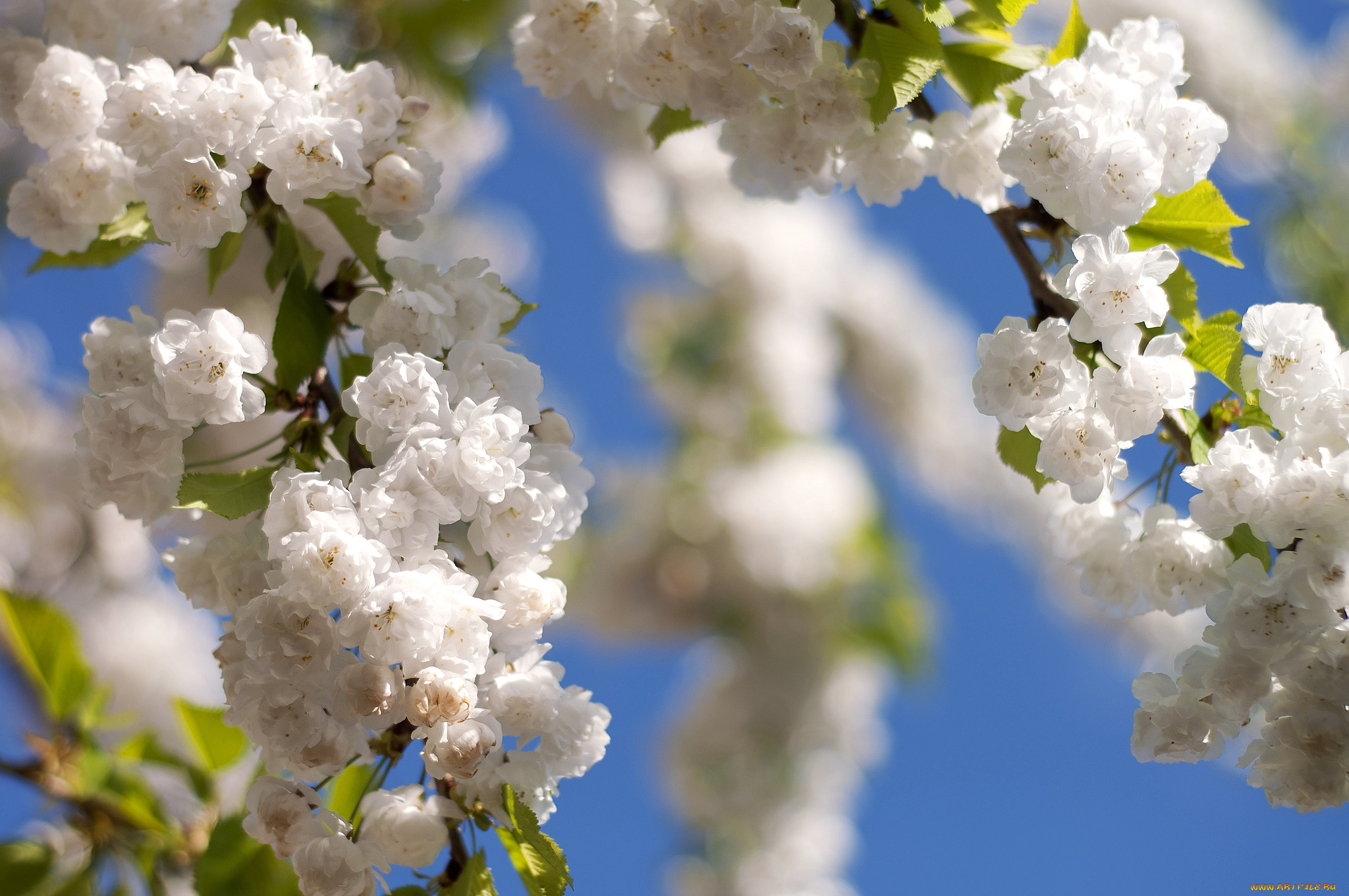 цветы, цветущие, деревья, кустарники, цветение, весна, ветки