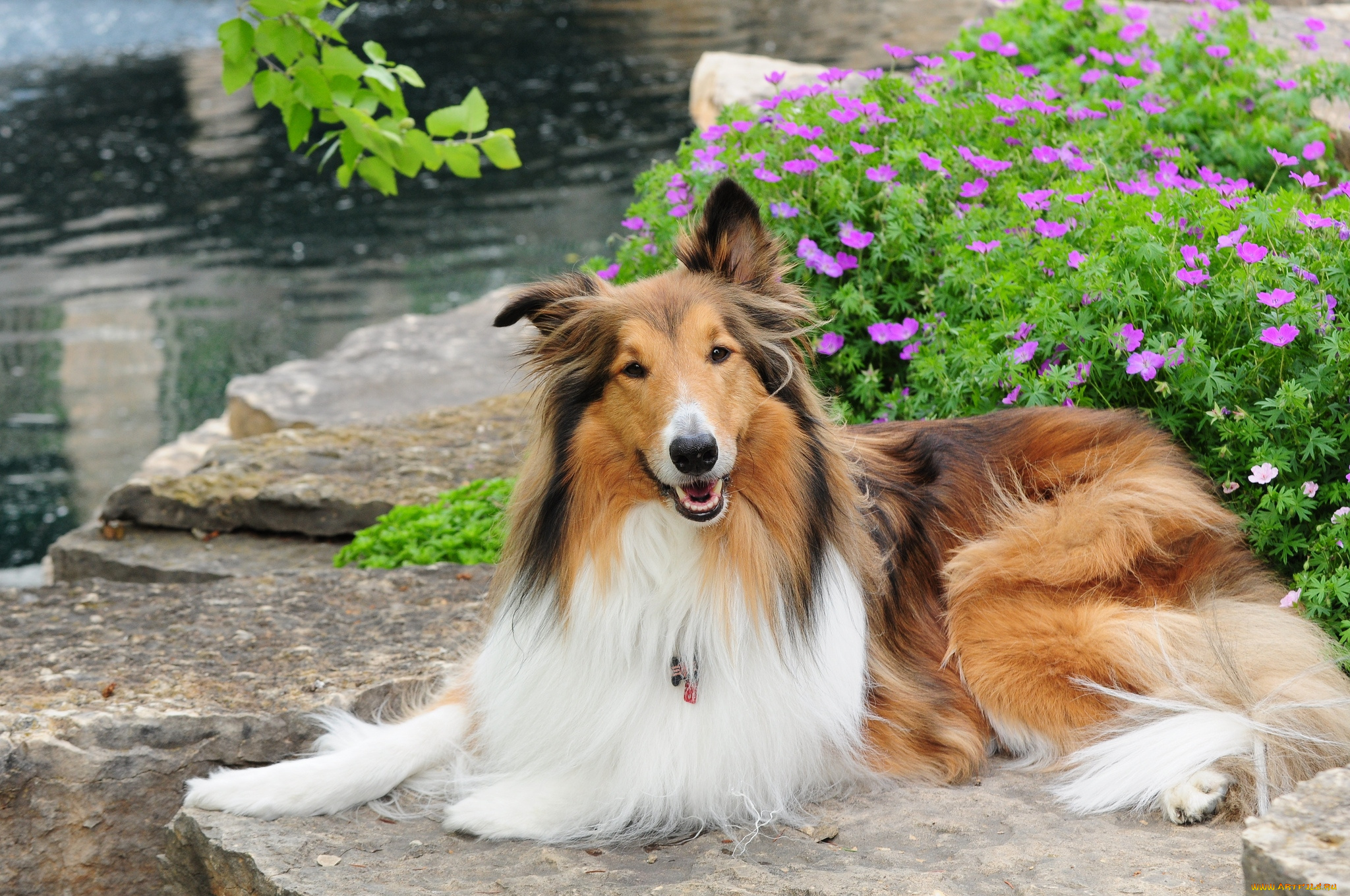 животные, собаки, колли