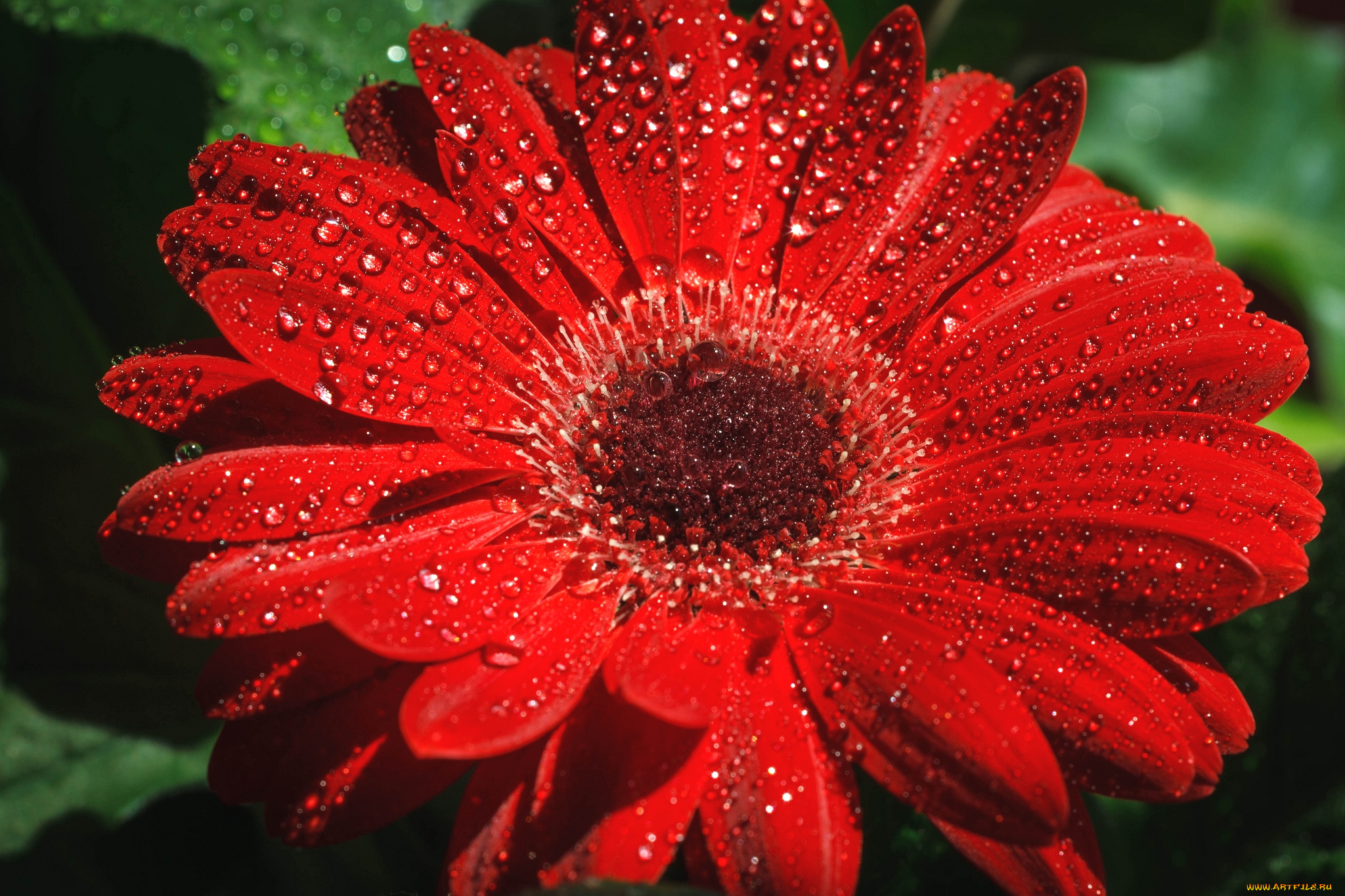 цветы, герберы, макро, красный, капли