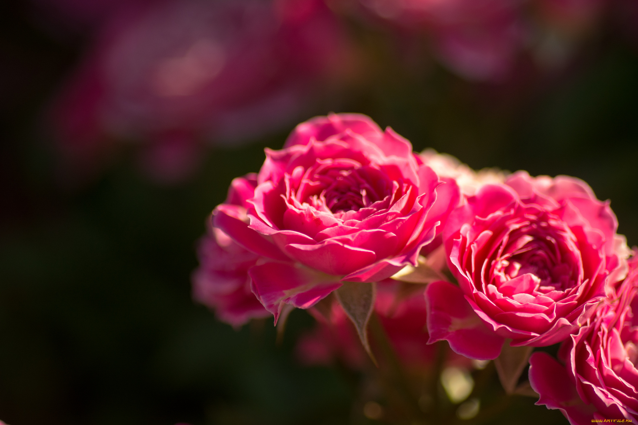 цветы, розы, розовый