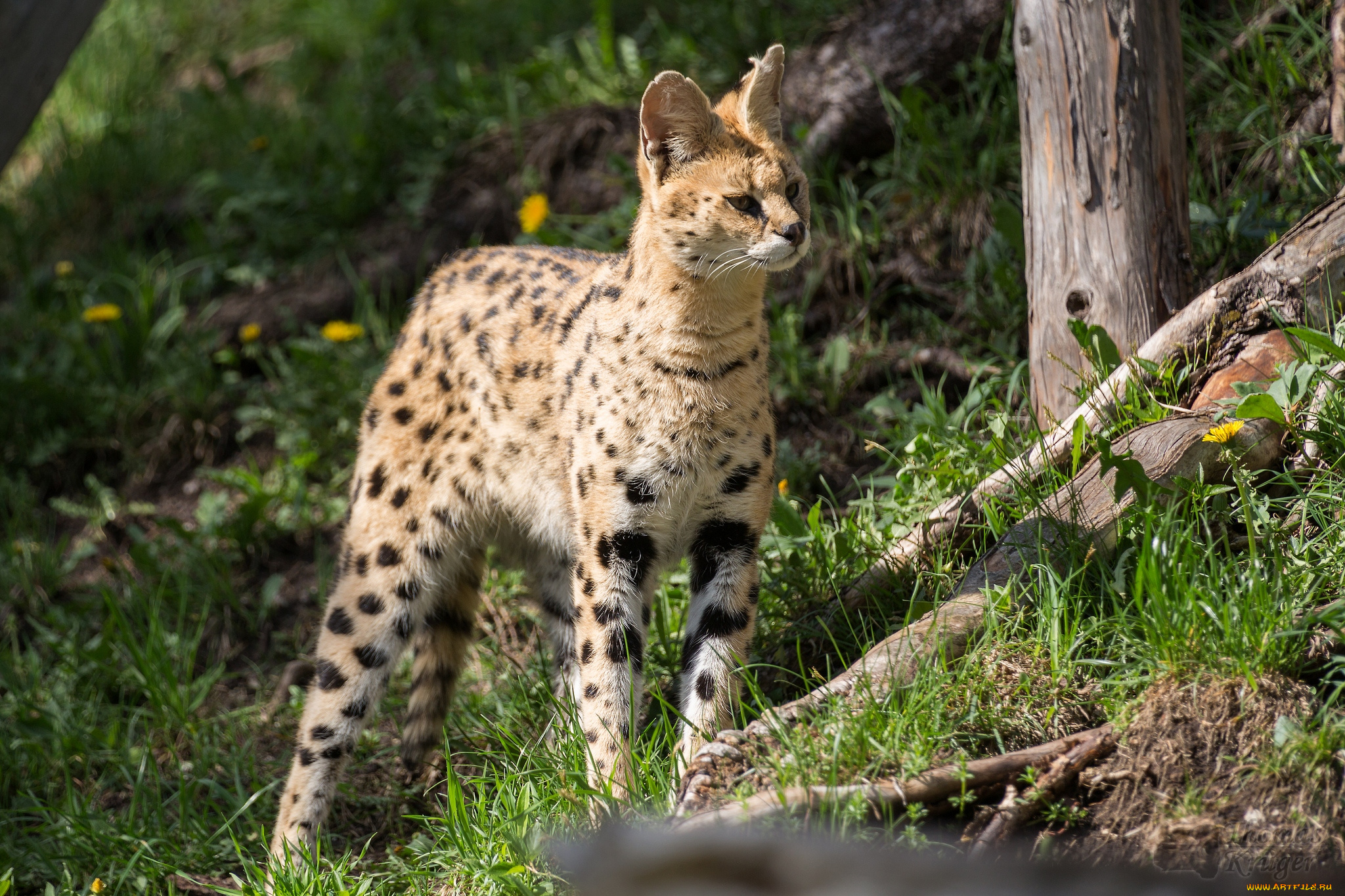 животные, сервалы, кошка