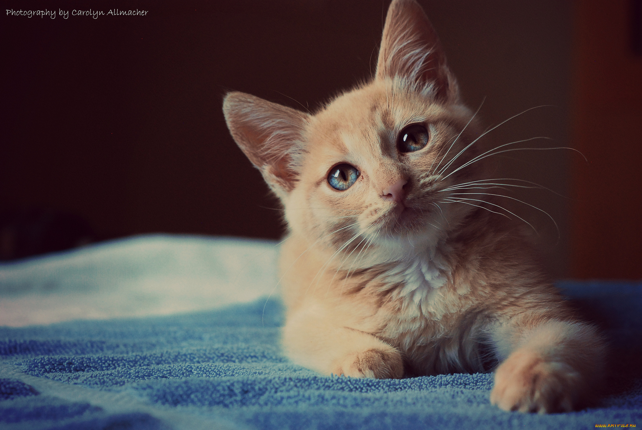 животные, коты, рыжик, взгляд