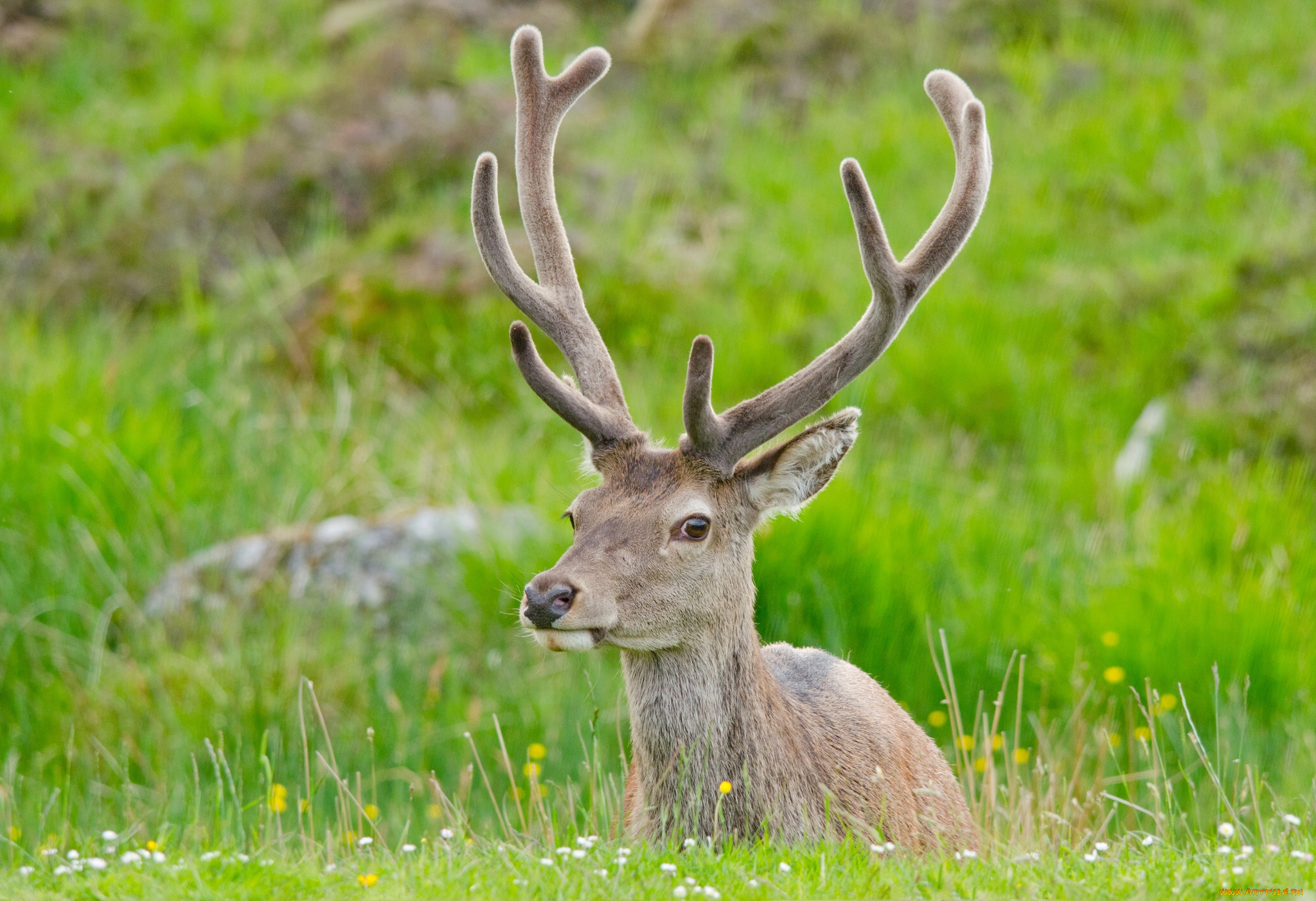 животные, олени, рога