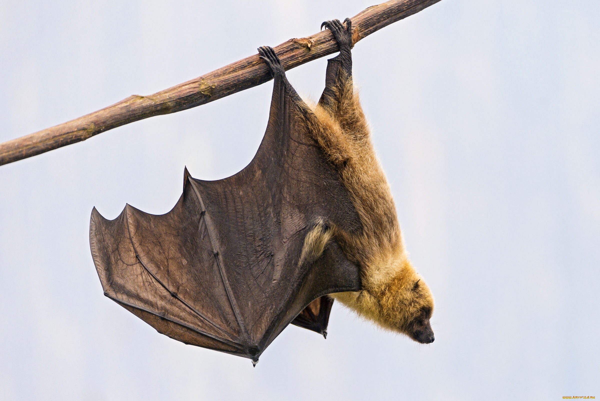 животные, летучие, мыши, крылья