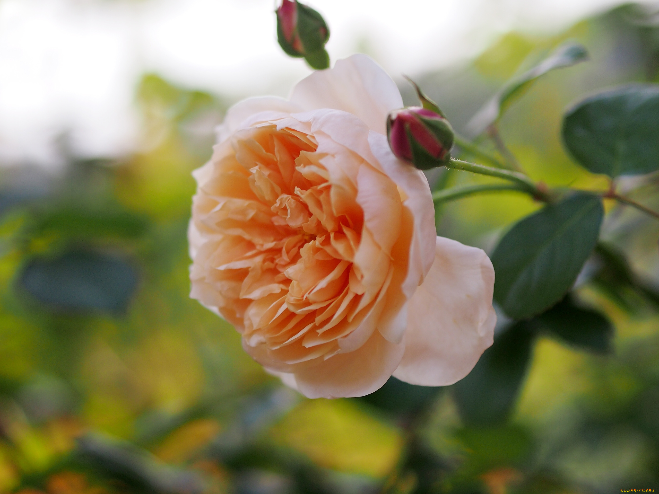 цветы, розы, макро, бутоны