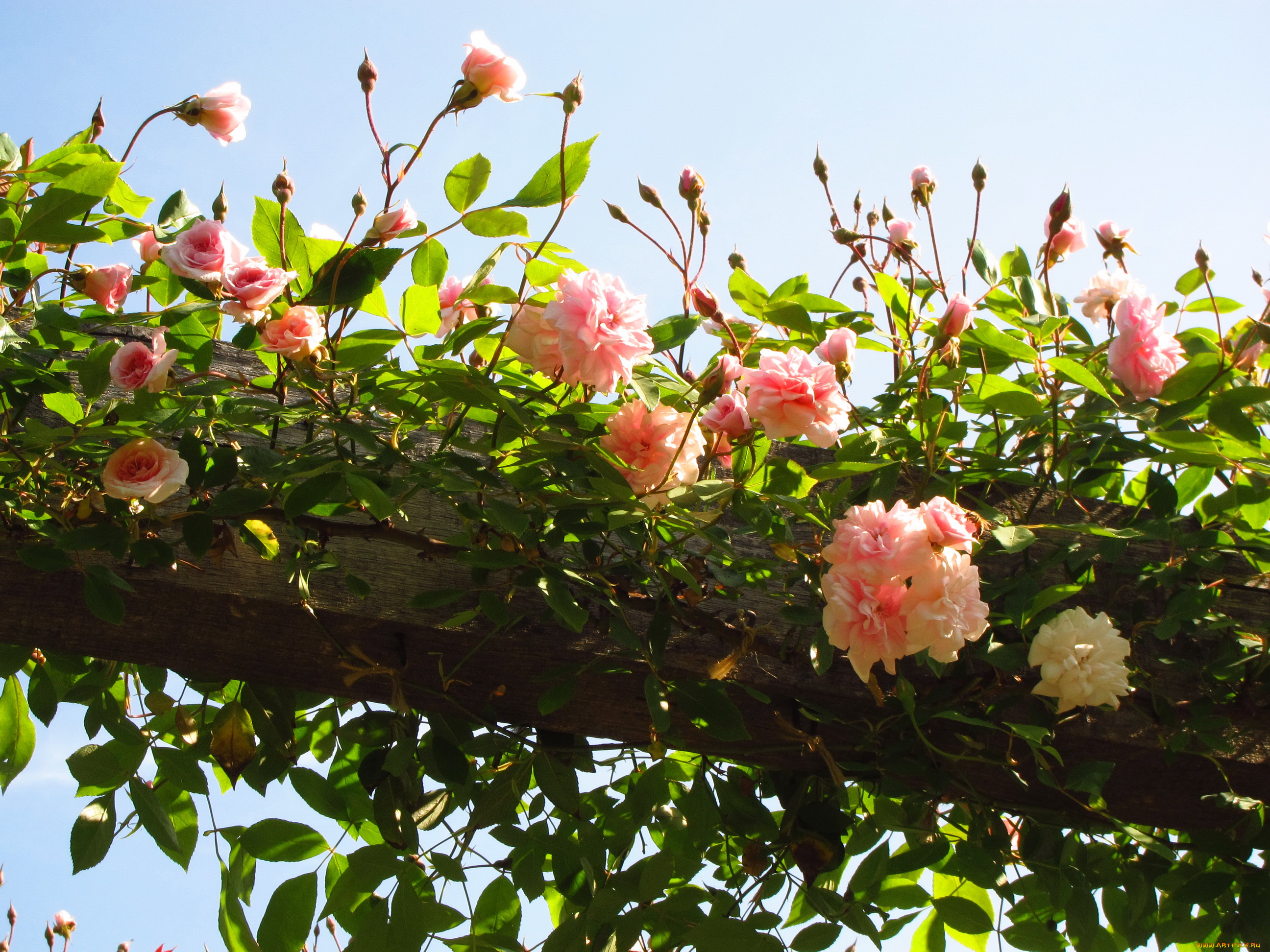 цветы, розы