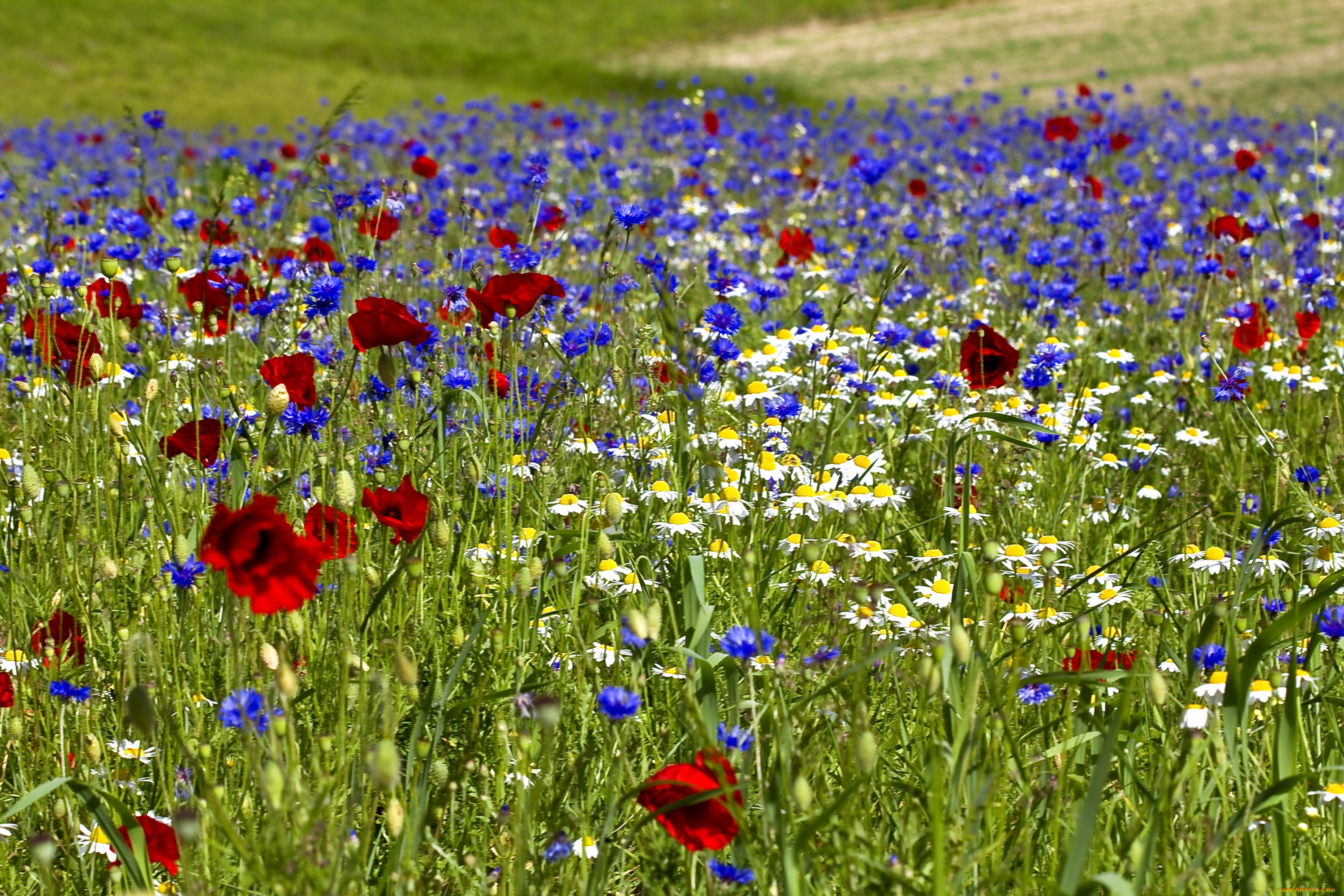 цветы, луговые, полевые, луг, ромашки, васильки, маки