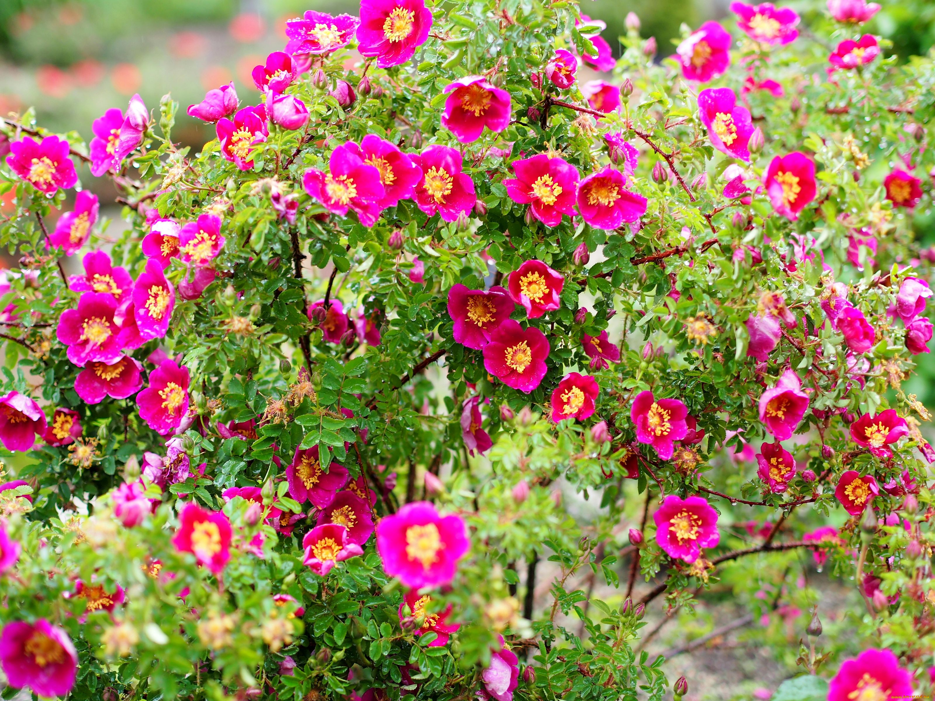 цветы, розы, розовый, куст