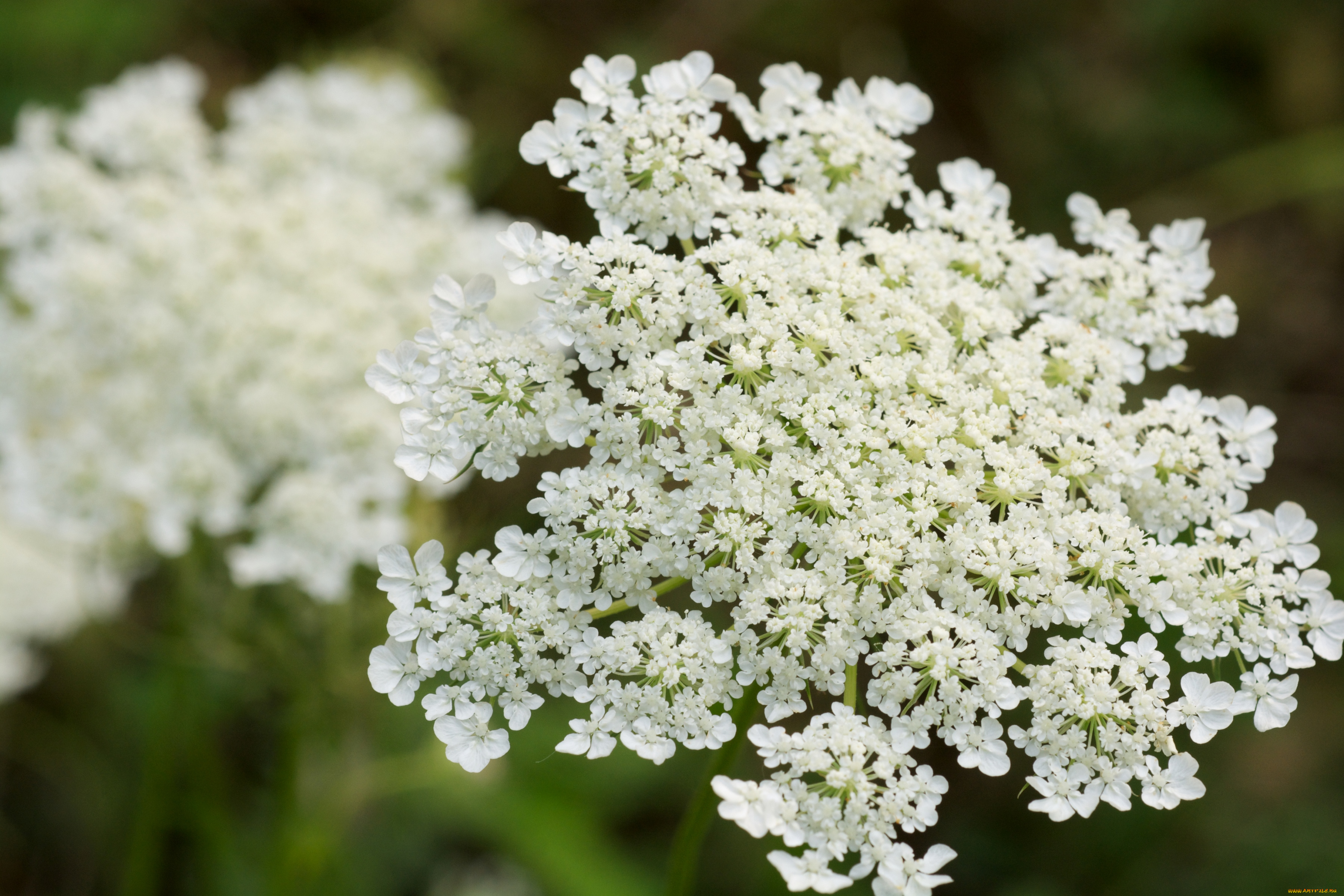 цветы, луговые, полевые, дикая, морковь, кружево