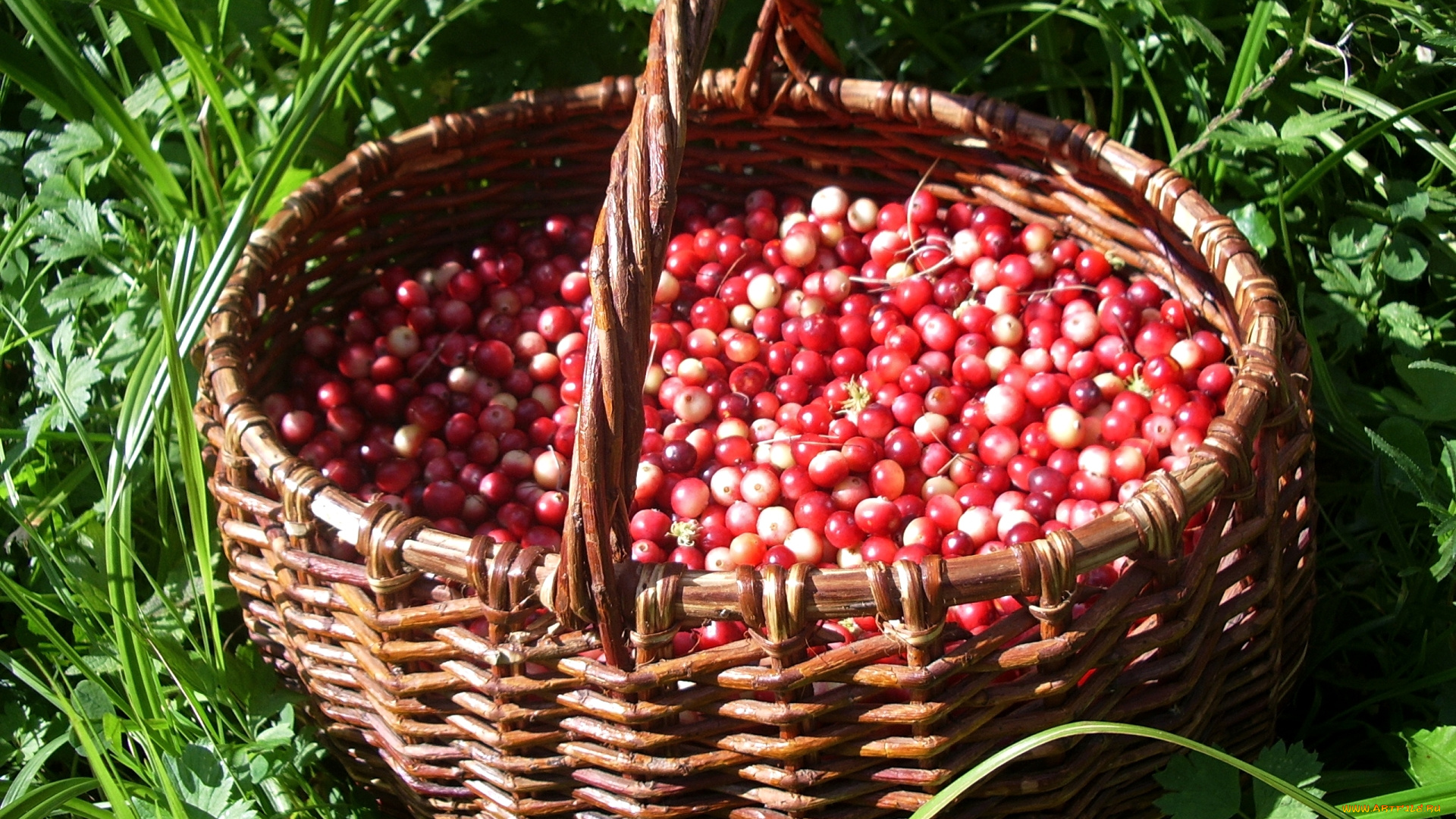 еда, клюква, корзина