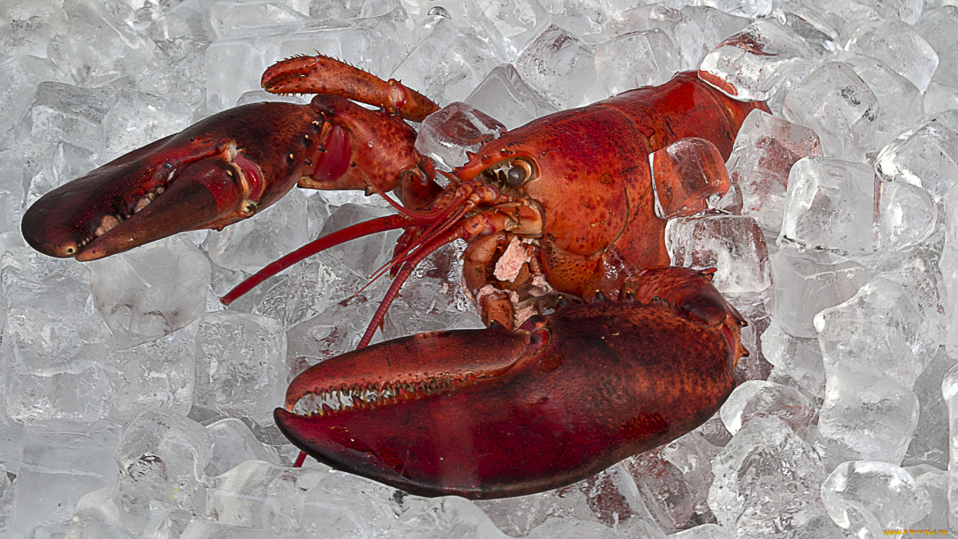 еда, рыба, , морепродукты, , суши, , роллы, лангуст, лед