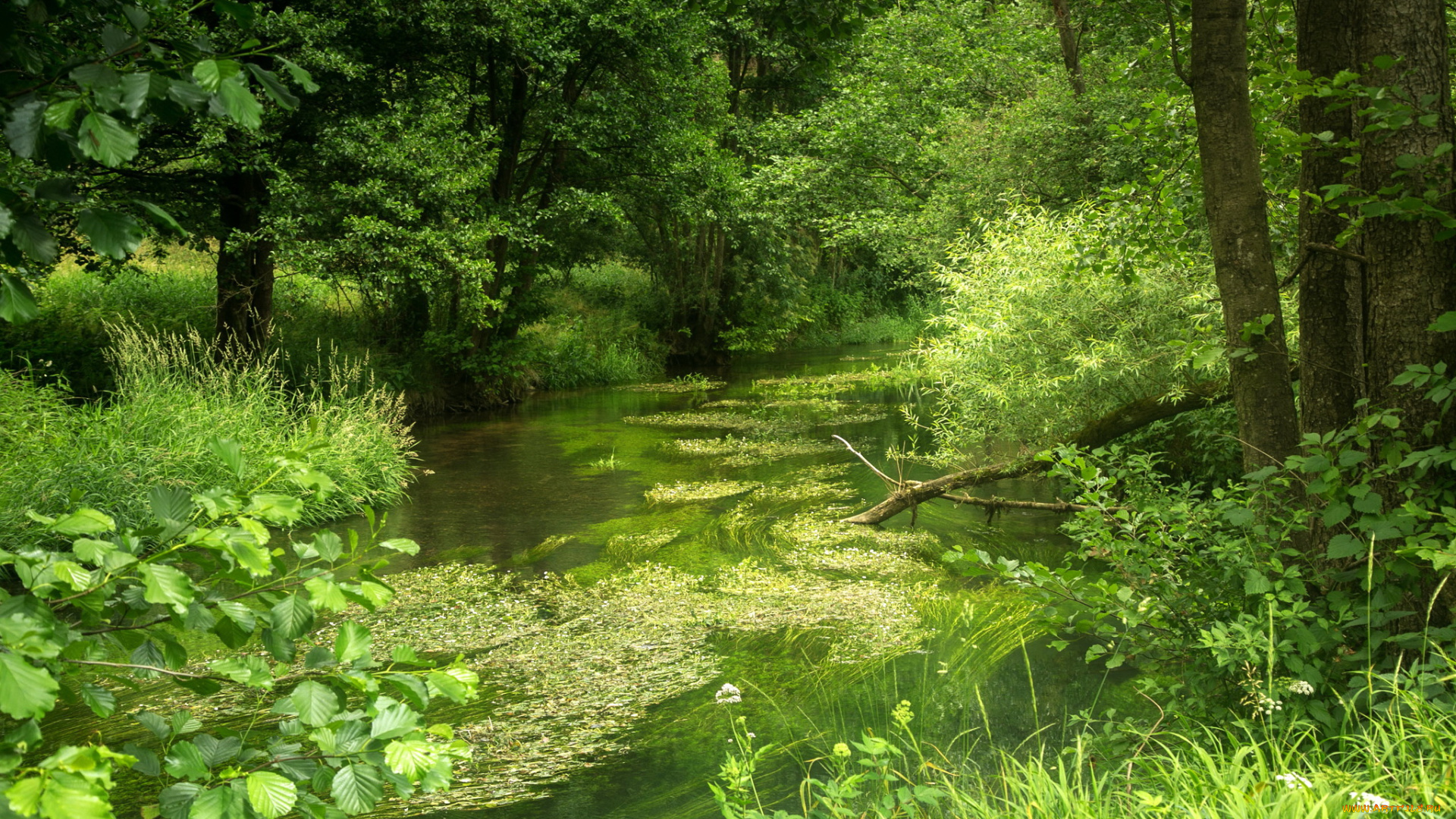 германия, бавария, природа, реки, озера, германия, лето, лес, река, бавария