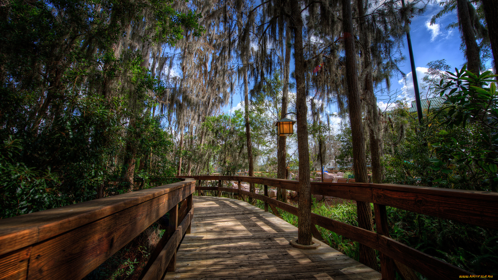 природа, дороги, деревья, дорожка, настил