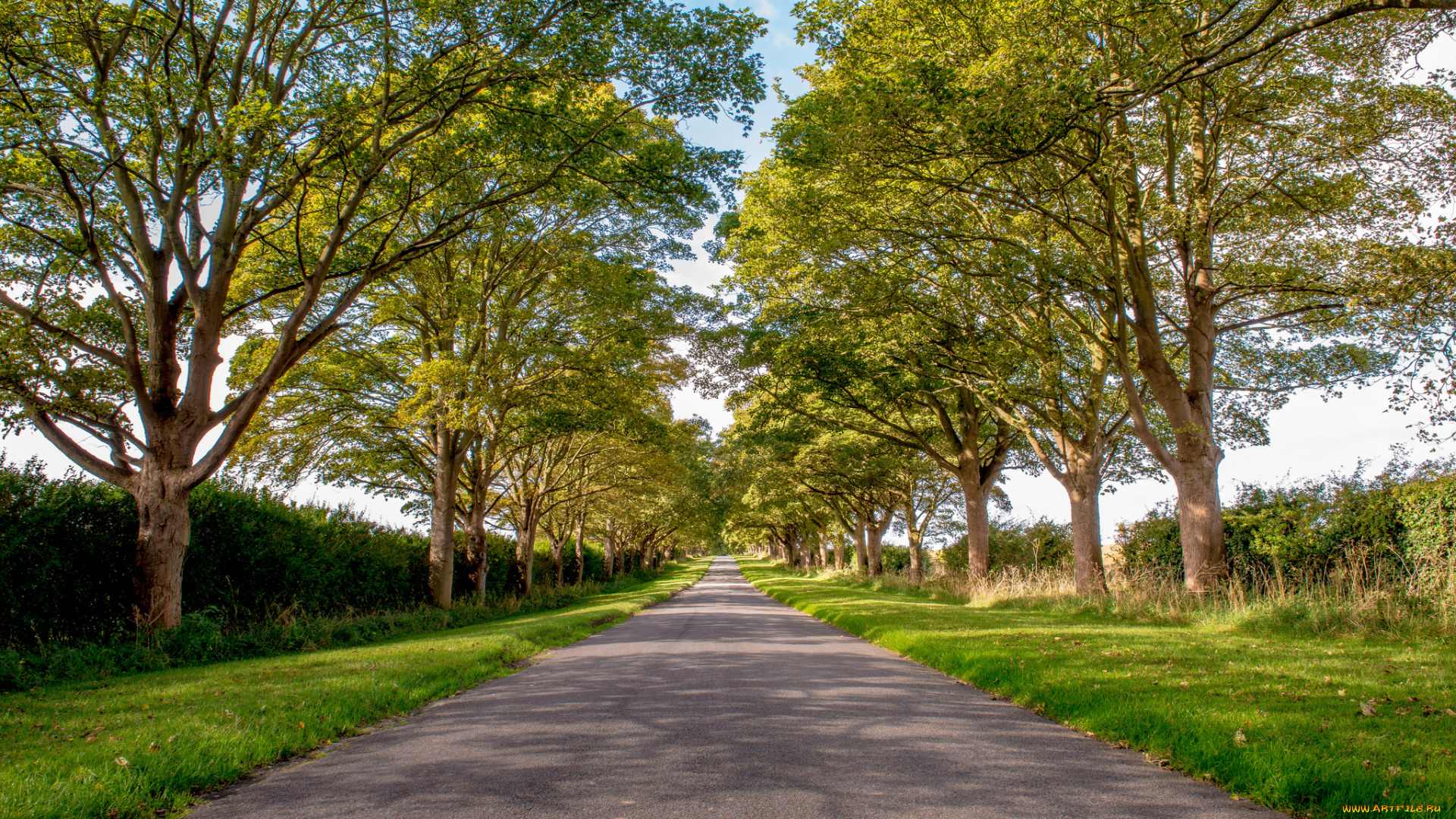 природа, дороги, трава, обочины, шоссе, деревья