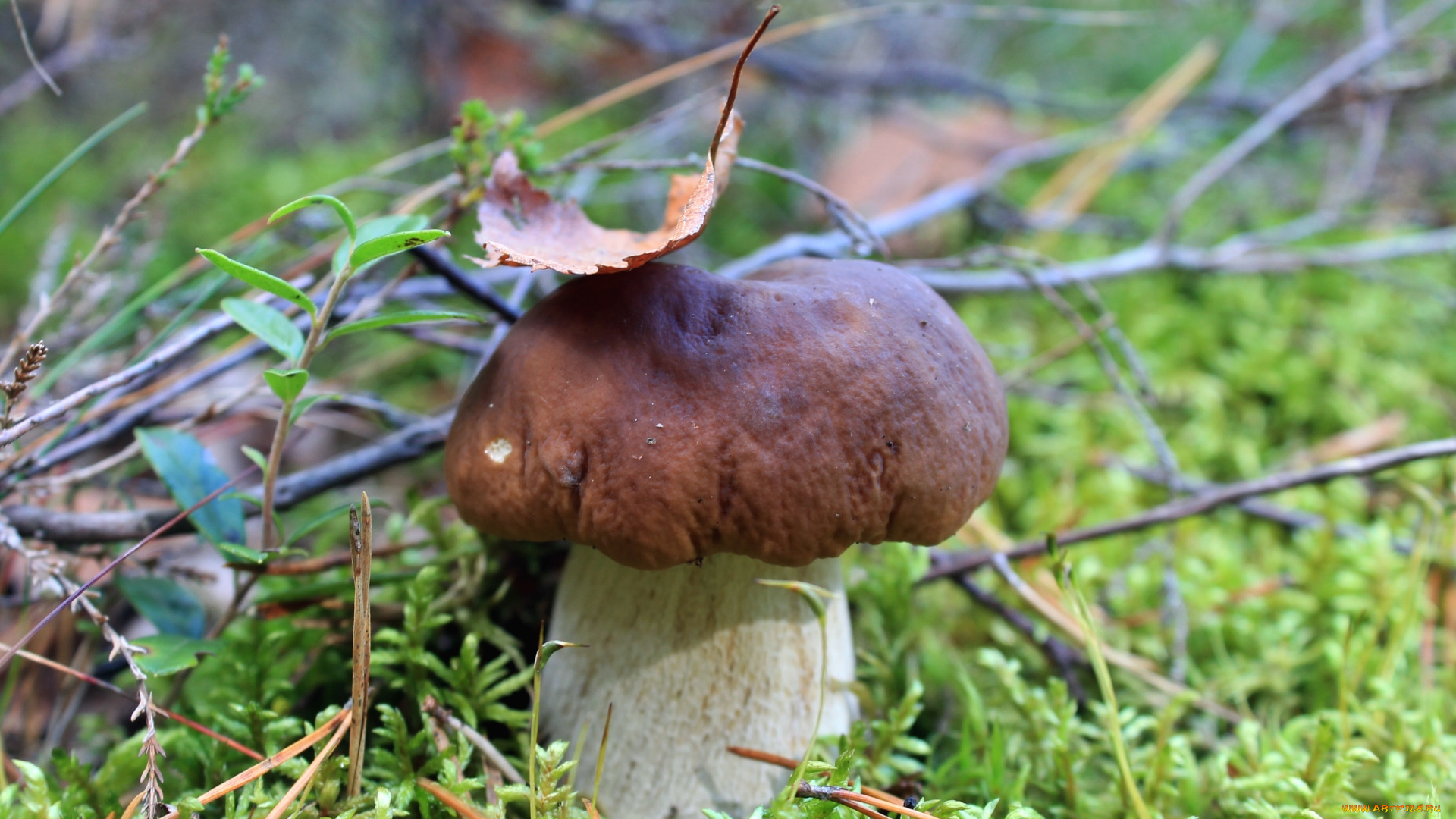 природа, грибы, боровик